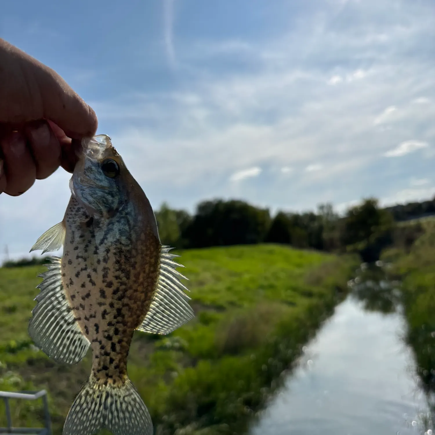 Black crappie caught on Fishbrain
