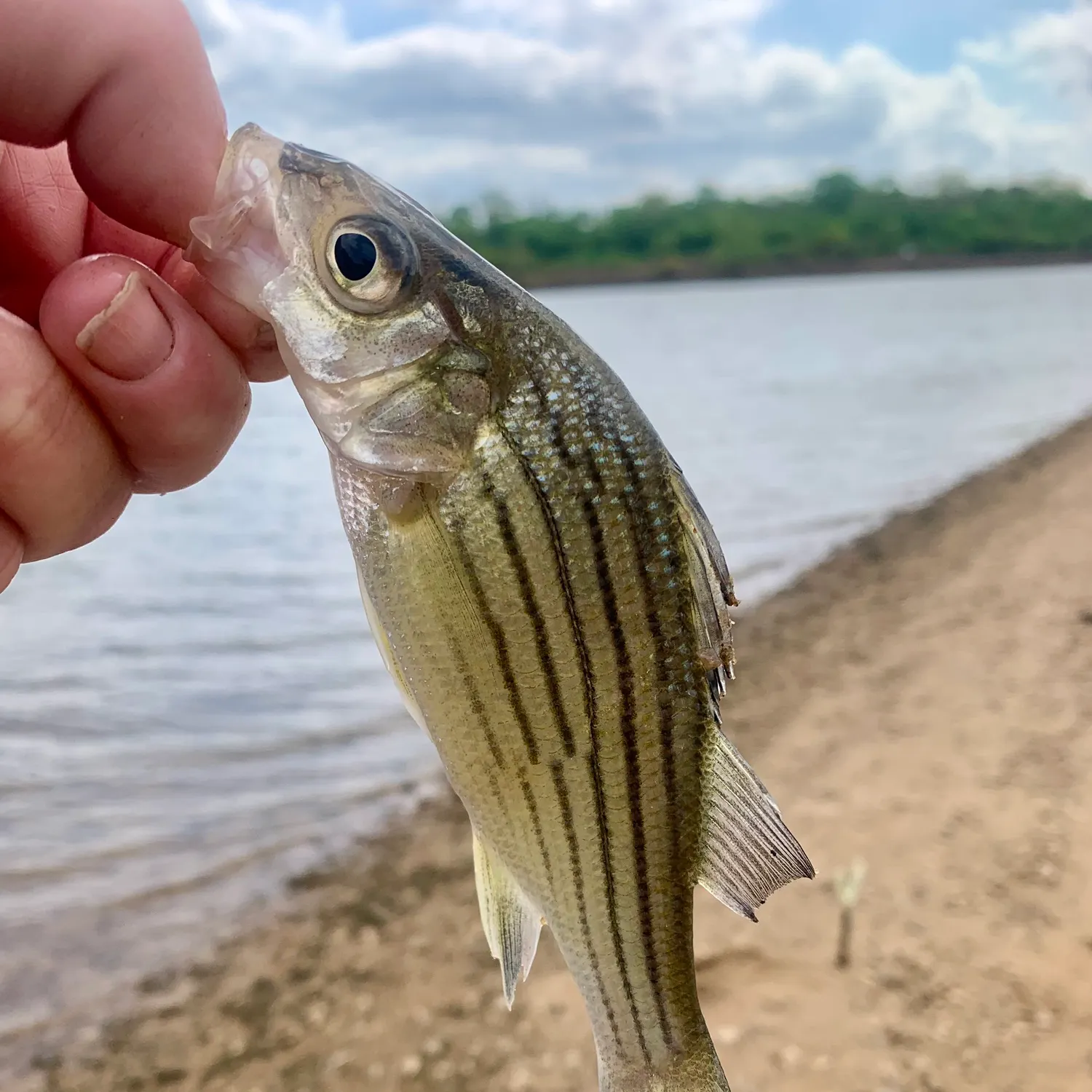 The most recent Yellow bass catches on Fishbrain