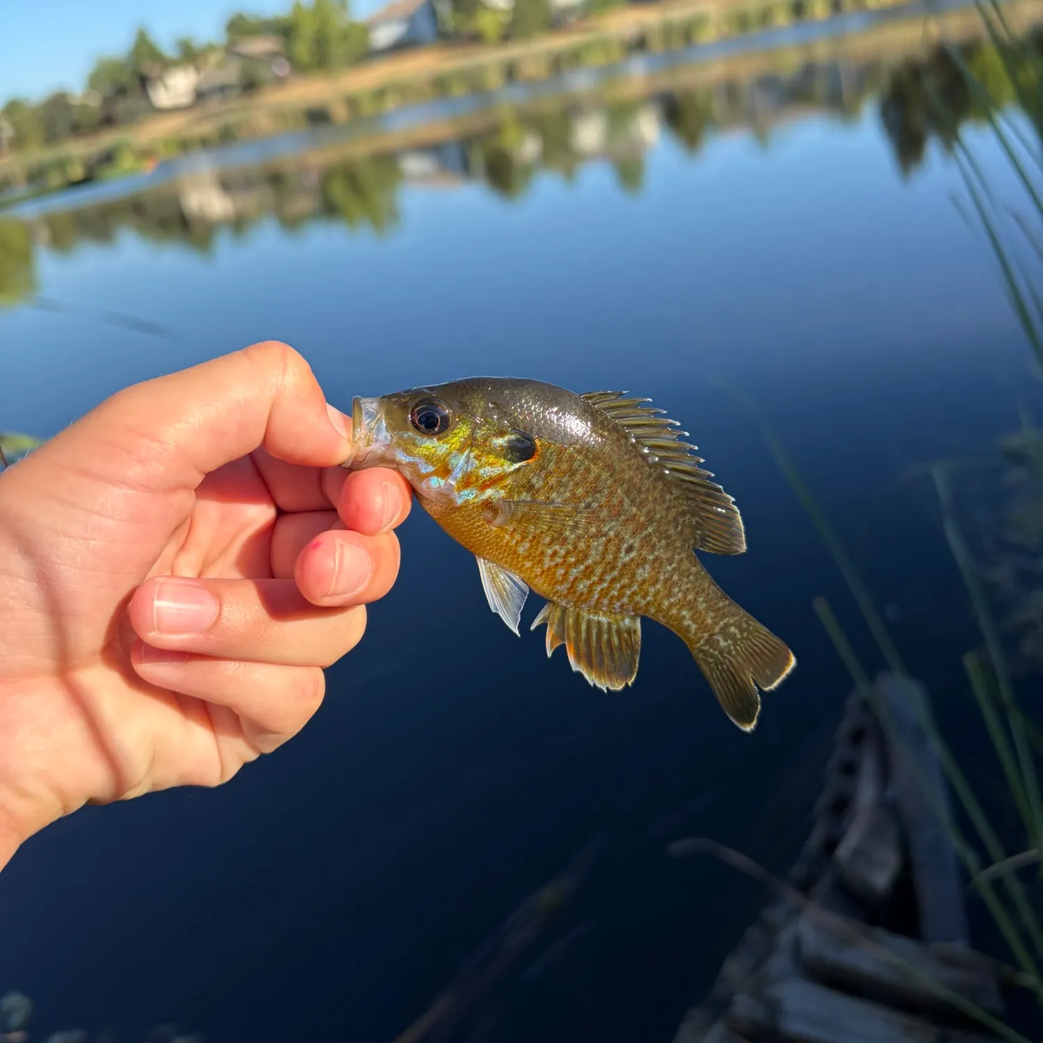 catch