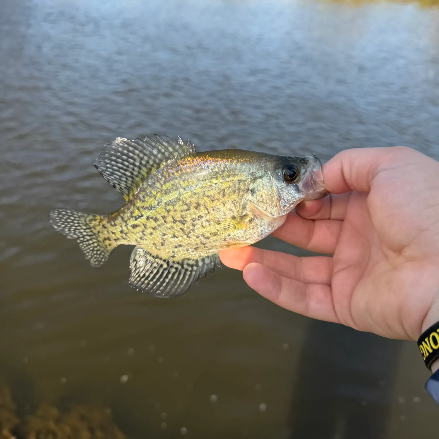 Black crappie caught on Fishbrain
