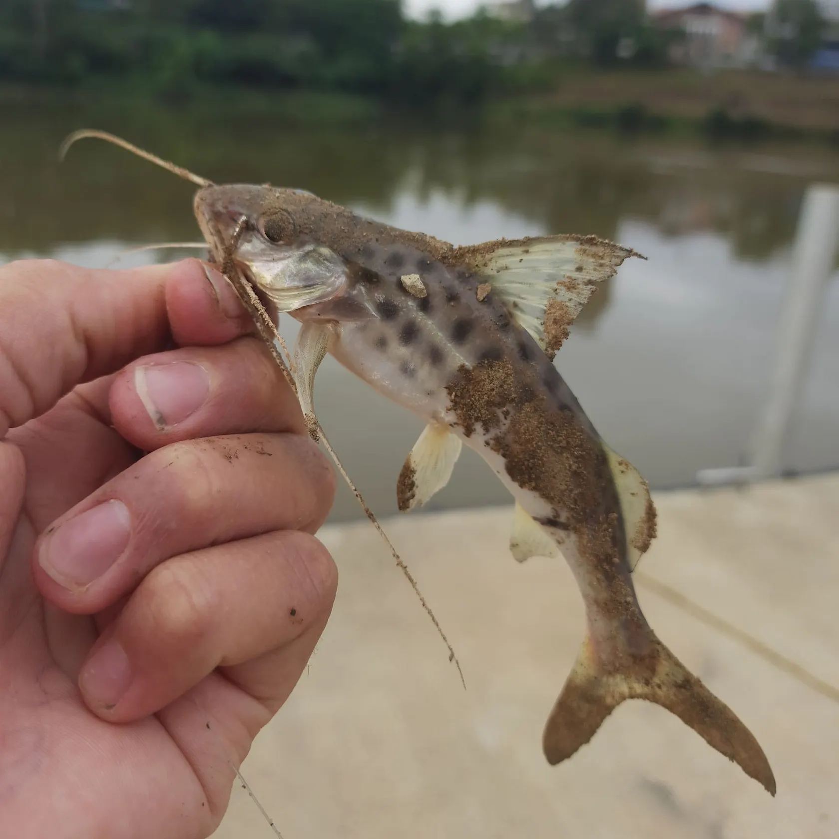 The most recent Spotted pimelodus catches on Fishbrain