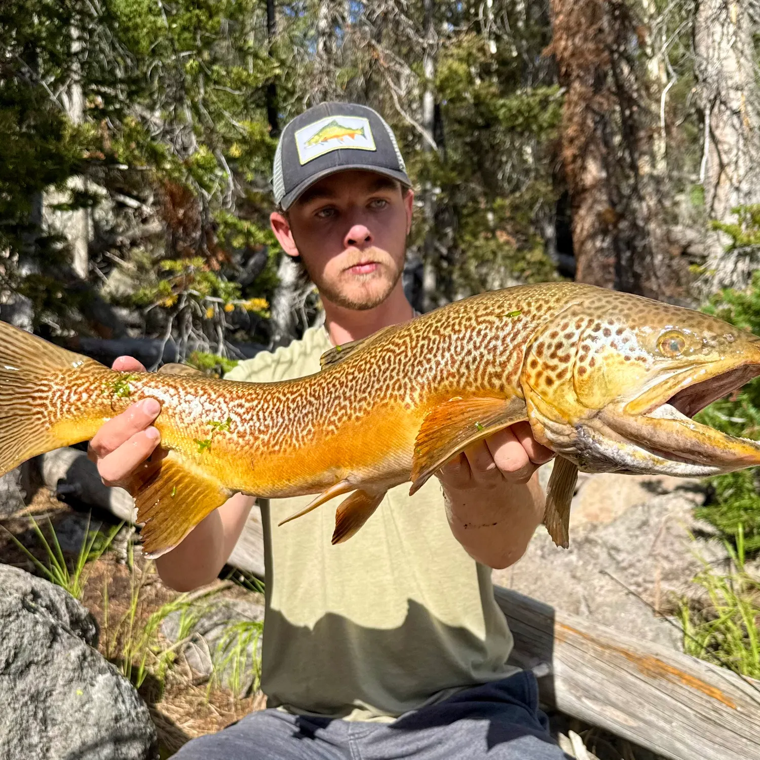 Tiger trout caught on Fishbrain