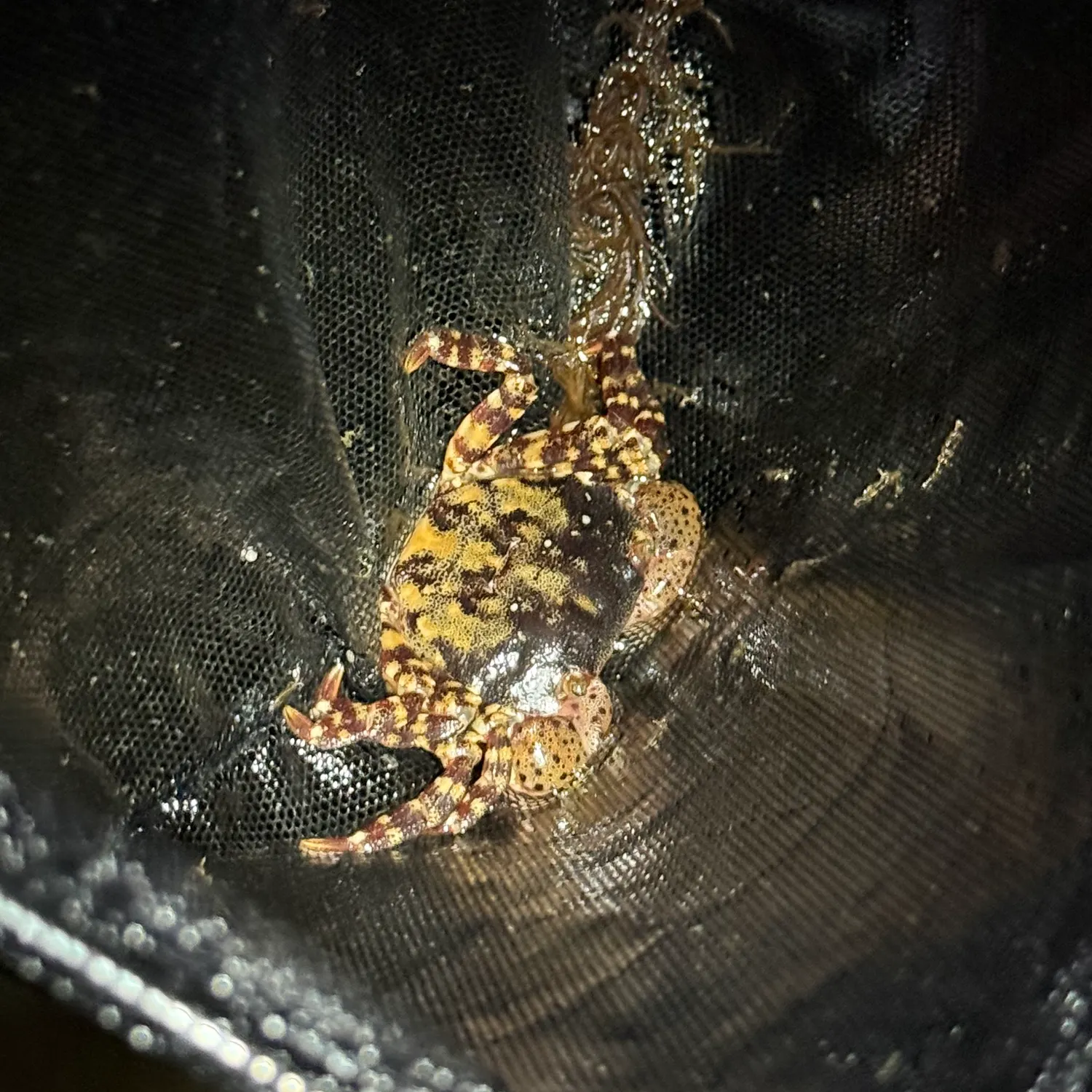 The most recent Asian shore crab catches on Fishbrain