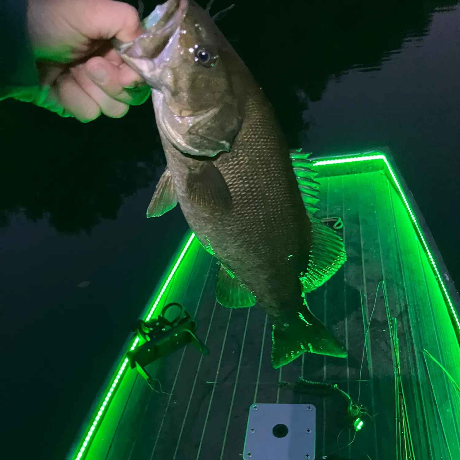 Smallmouth bass caught on Fishbrain