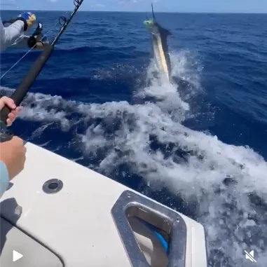 The most recent Black marlin catches on Fishbrain