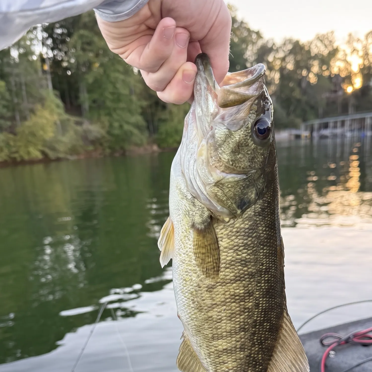 Smallmouth bass caught on Fishbrain