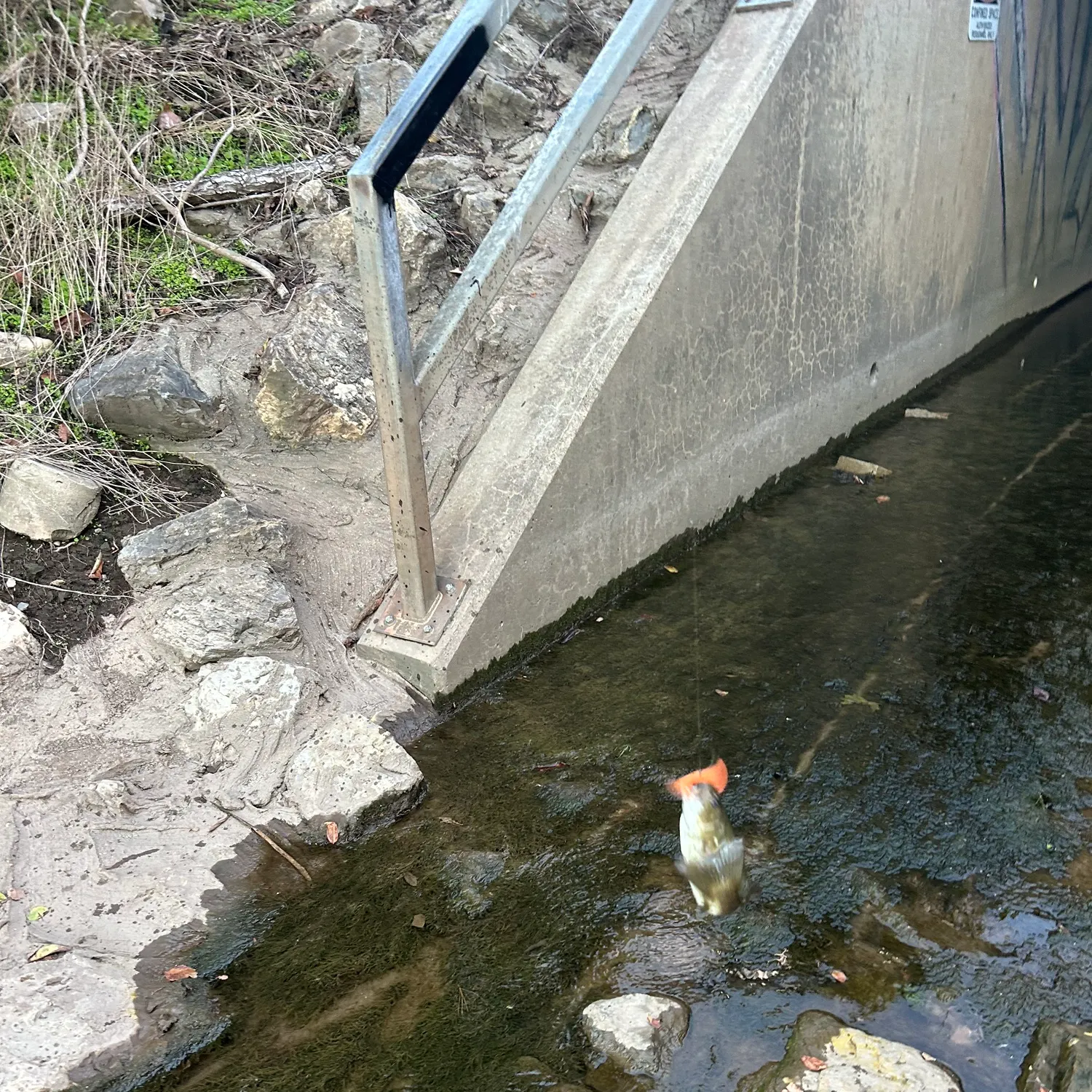 Smallmouth bass caught on Fishbrain