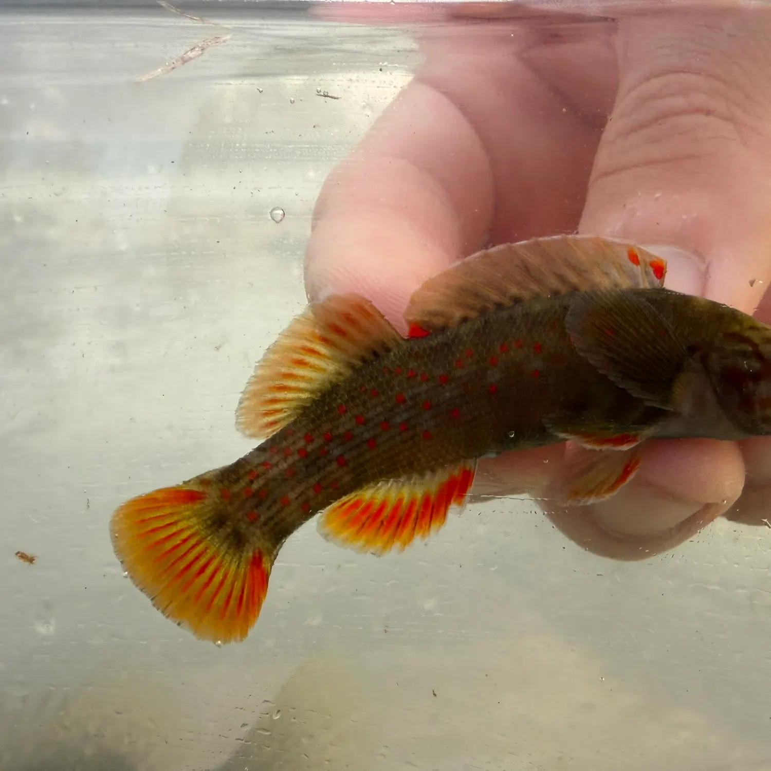 The most recent Wounded darter catches on Fishbrain