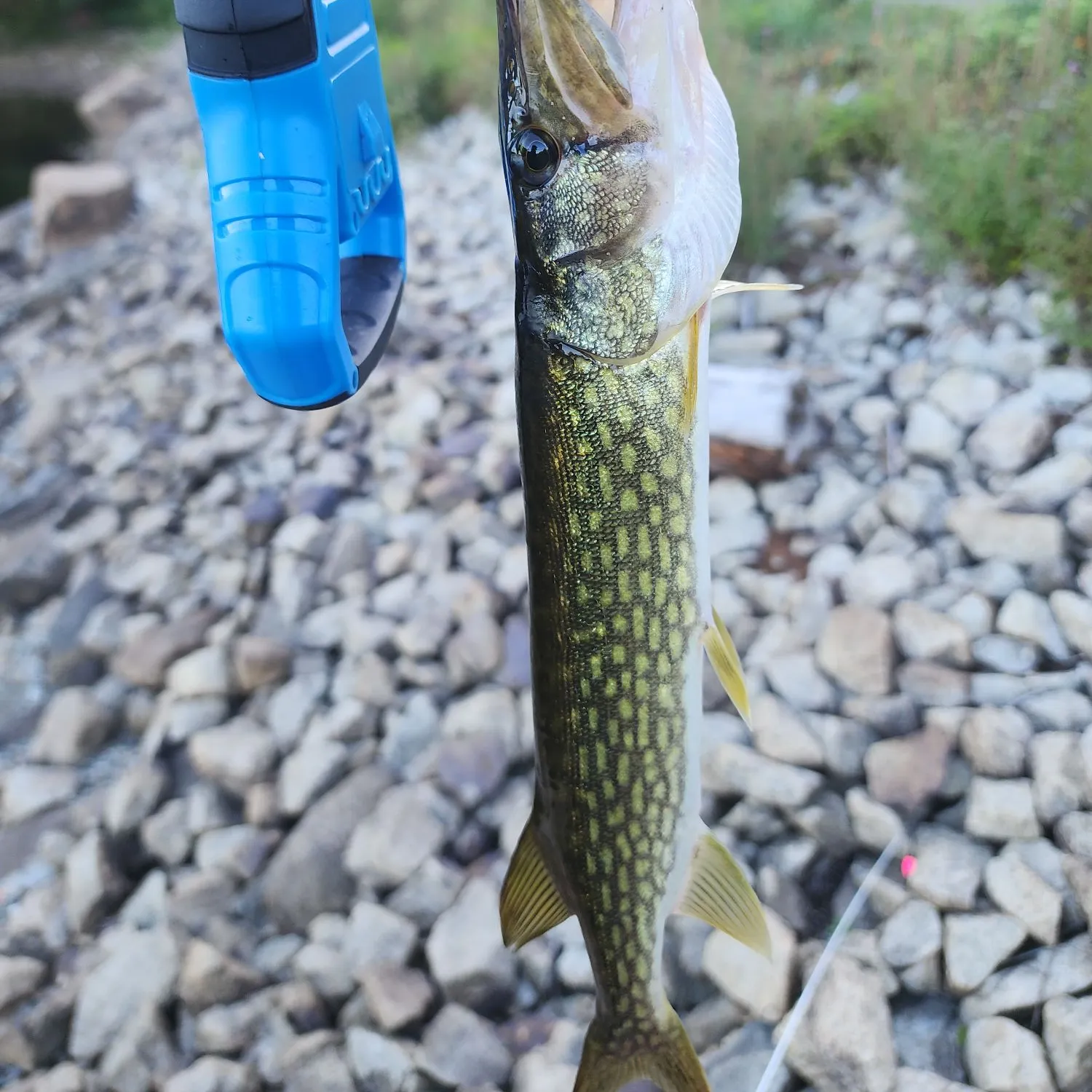 Fish caught on Fishbrain