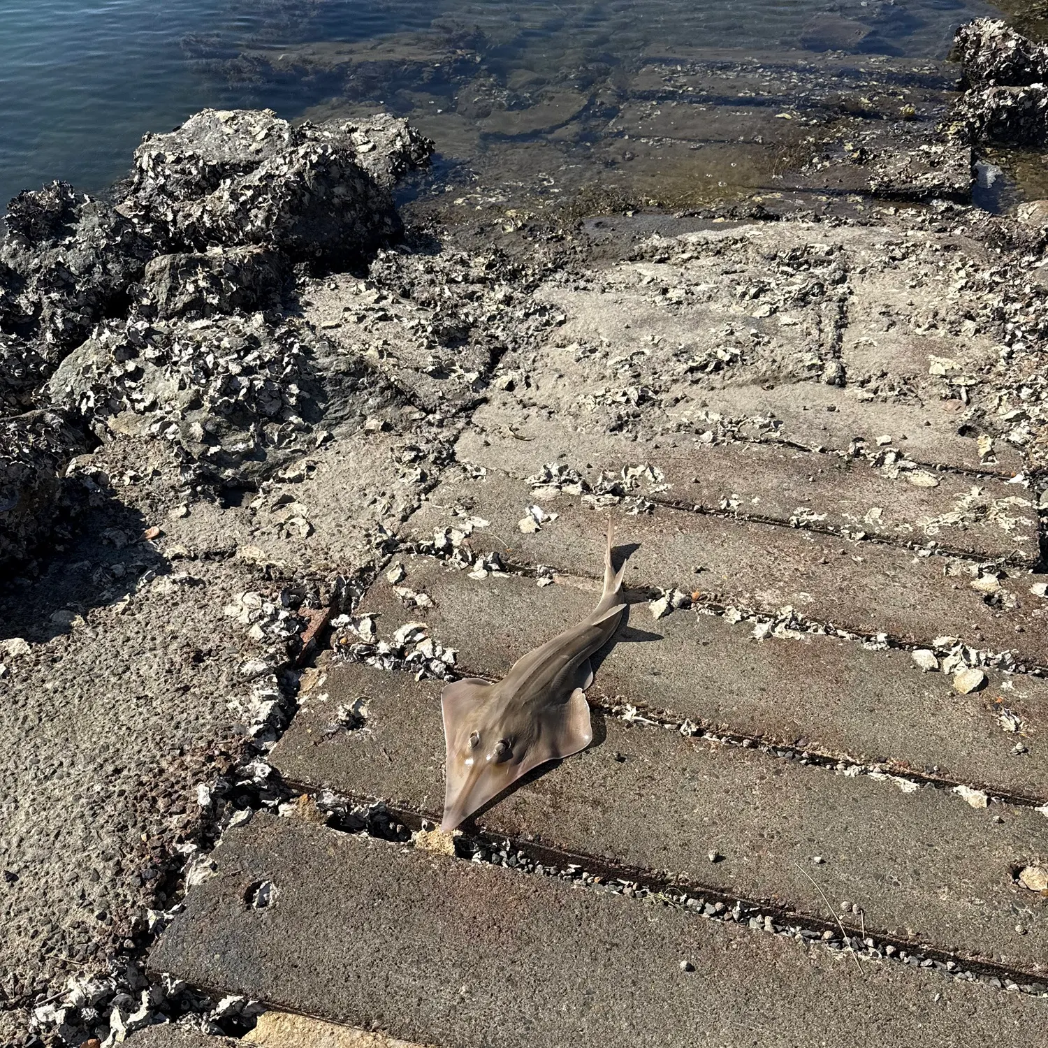 Pacific shovelnose guitarfish caught on Fishbrain