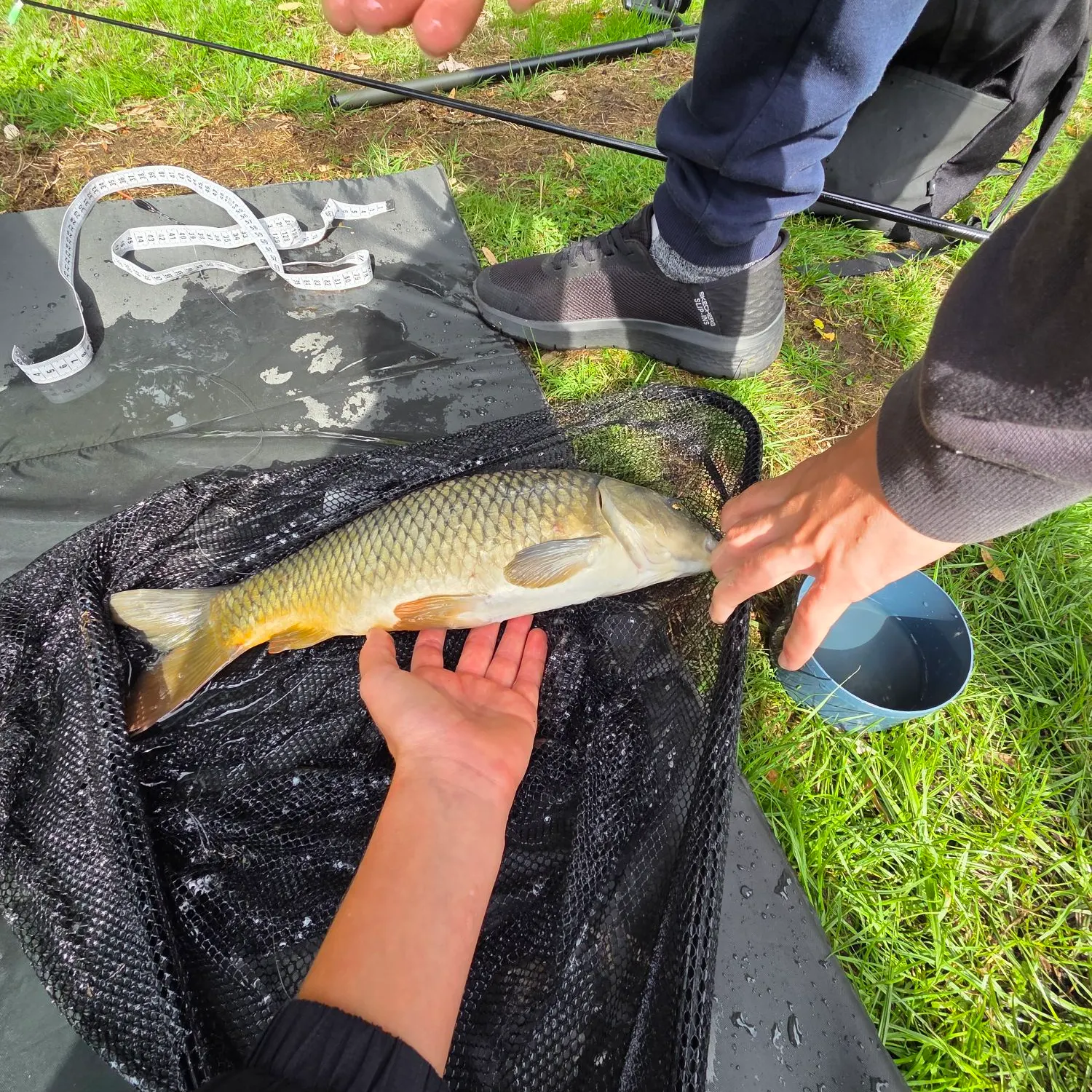 Common carp caught on Fishbrain