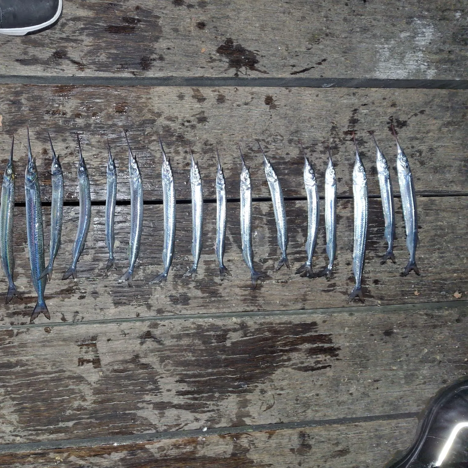 The most recent Southern garfish catches on Fishbrain