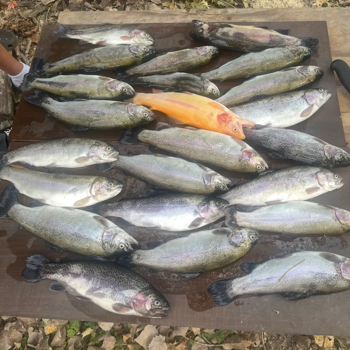 Rainbow trout caught on Fishbrain