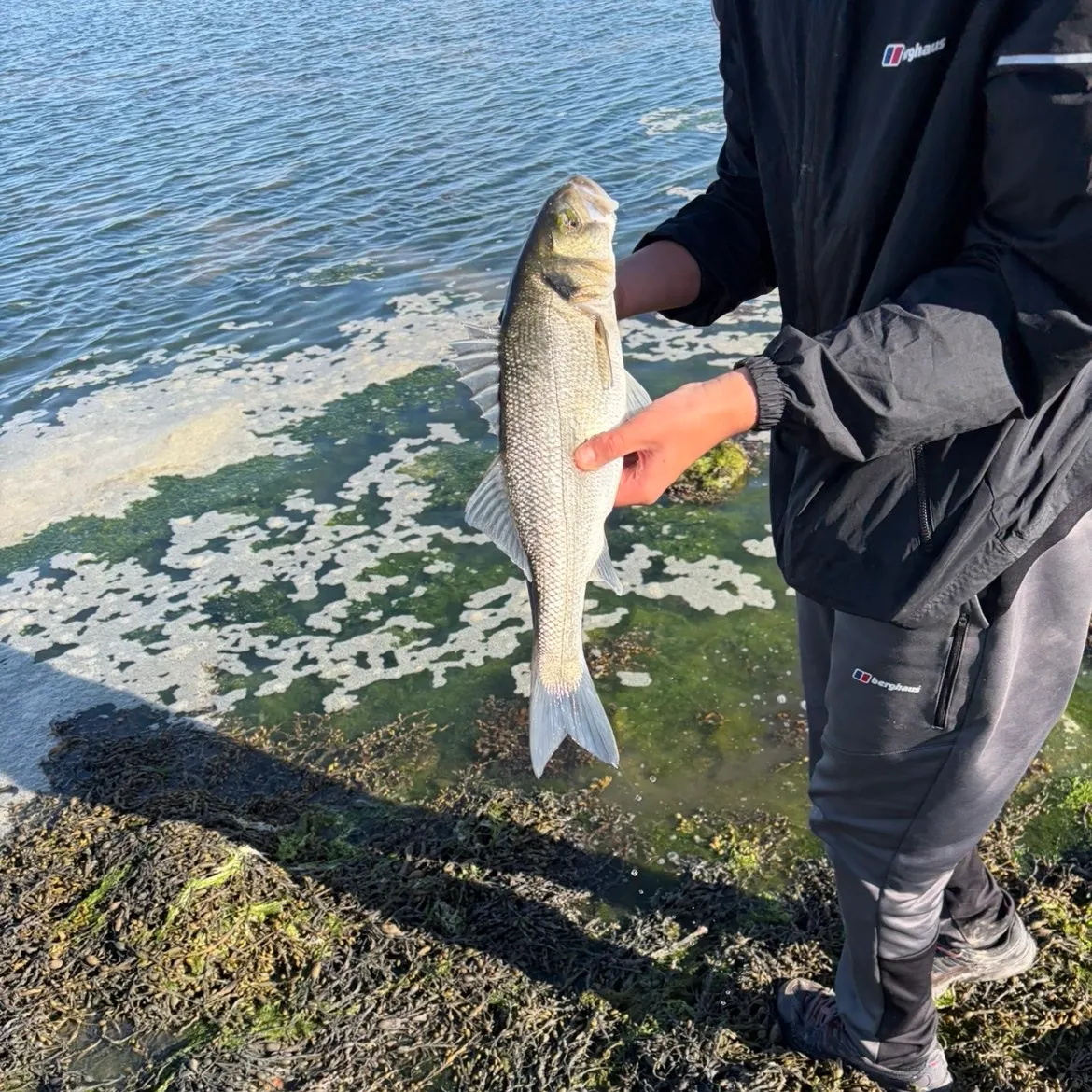 European seabass caught on Fishbrain