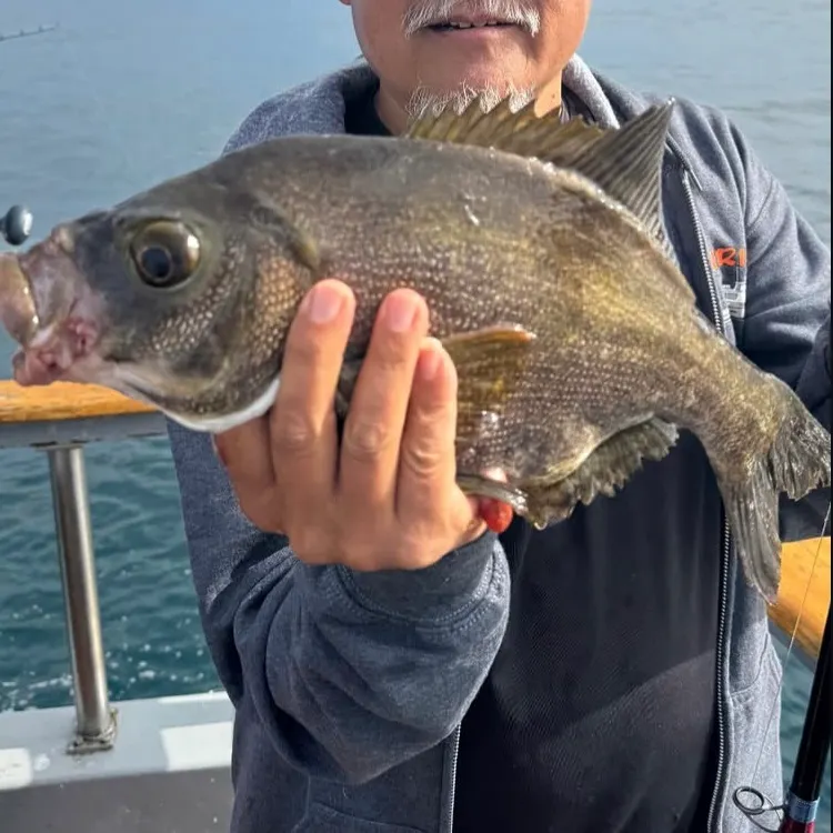 The most recent Rubberlip seaperch catches on Fishbrain