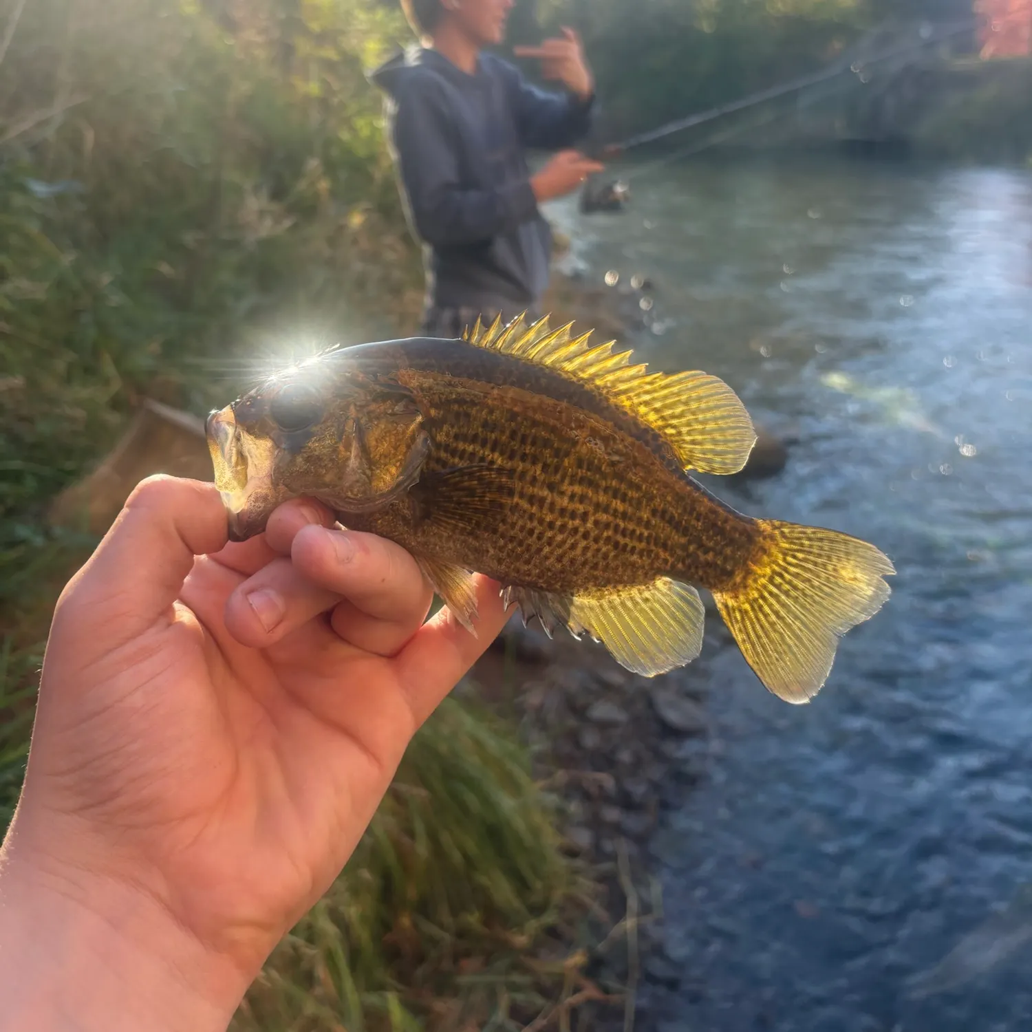 Rock bass caught on Fishbrain