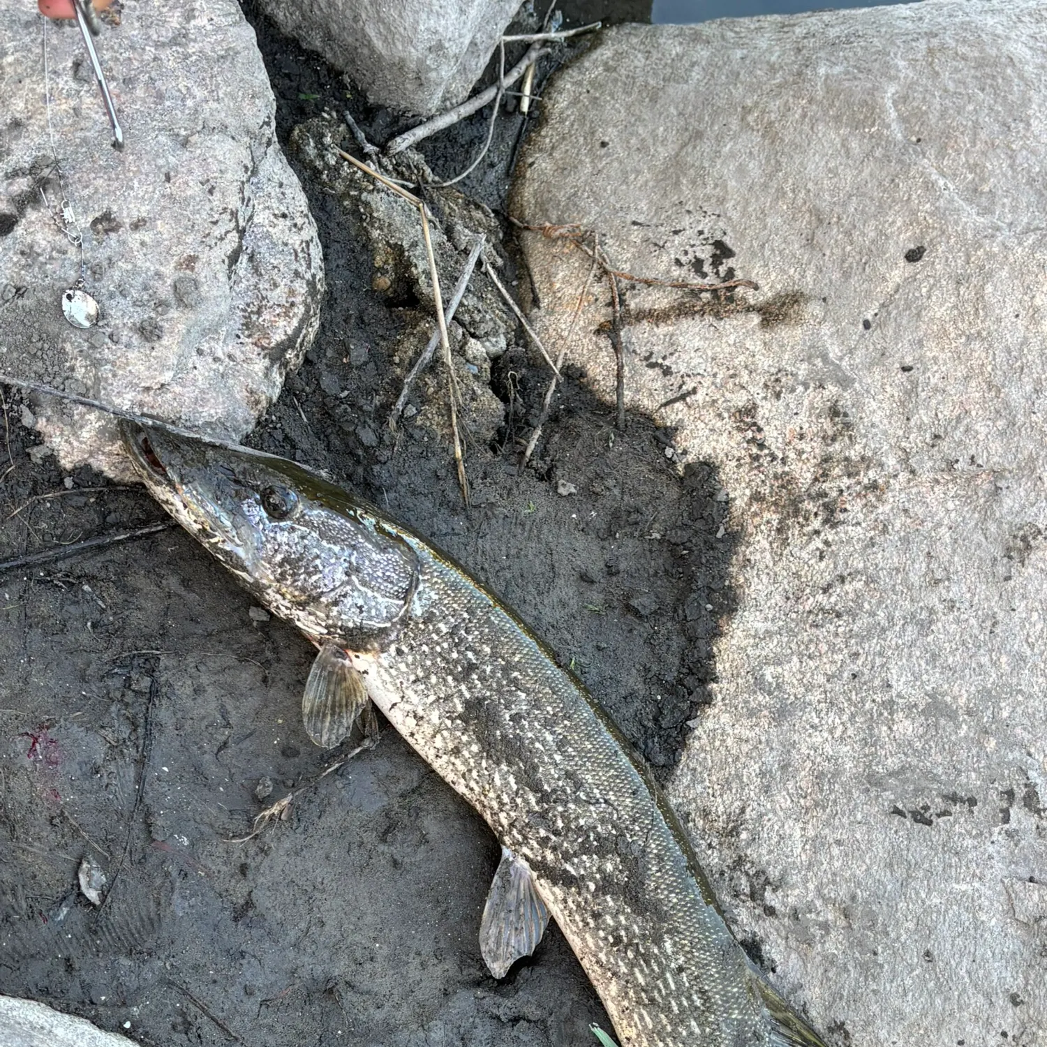 Northern pike caught on Fishbrain