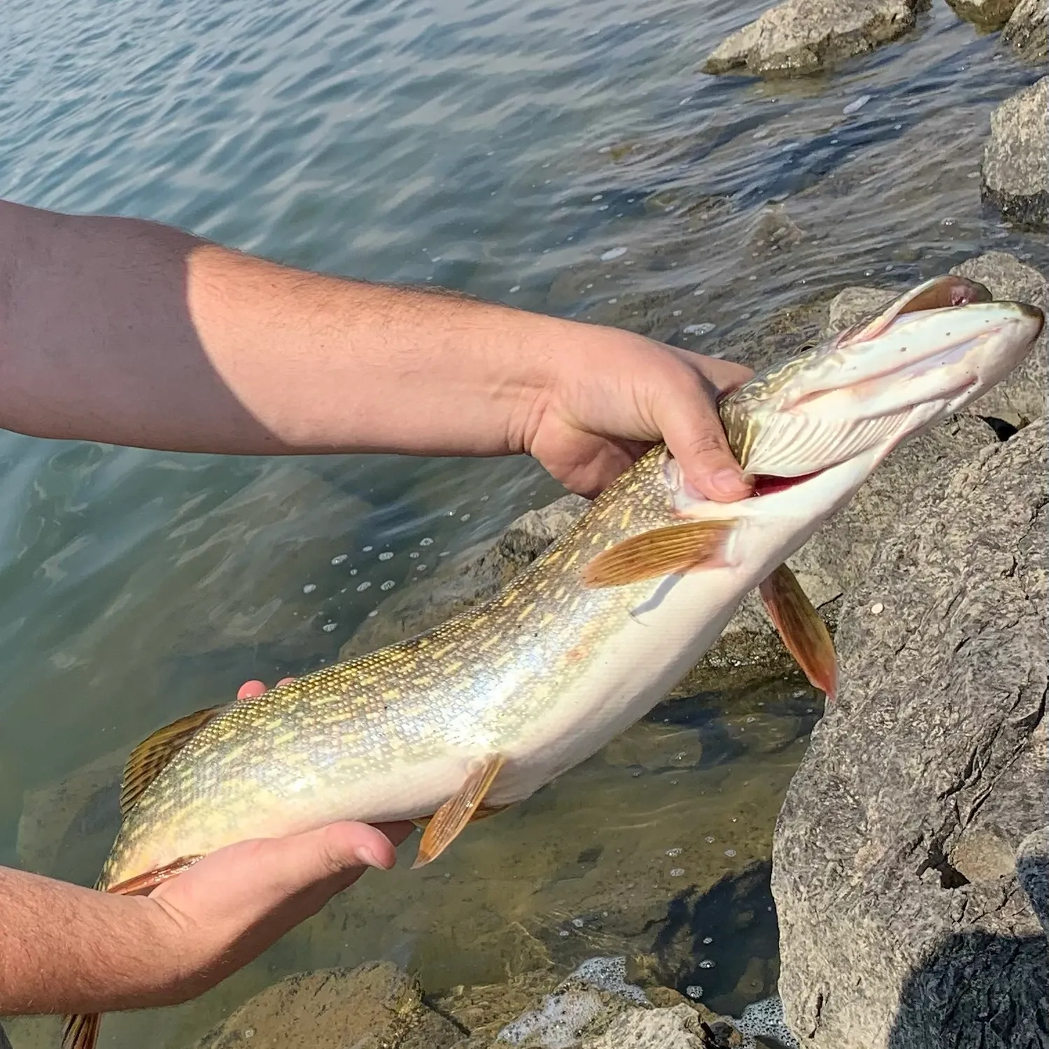 catch