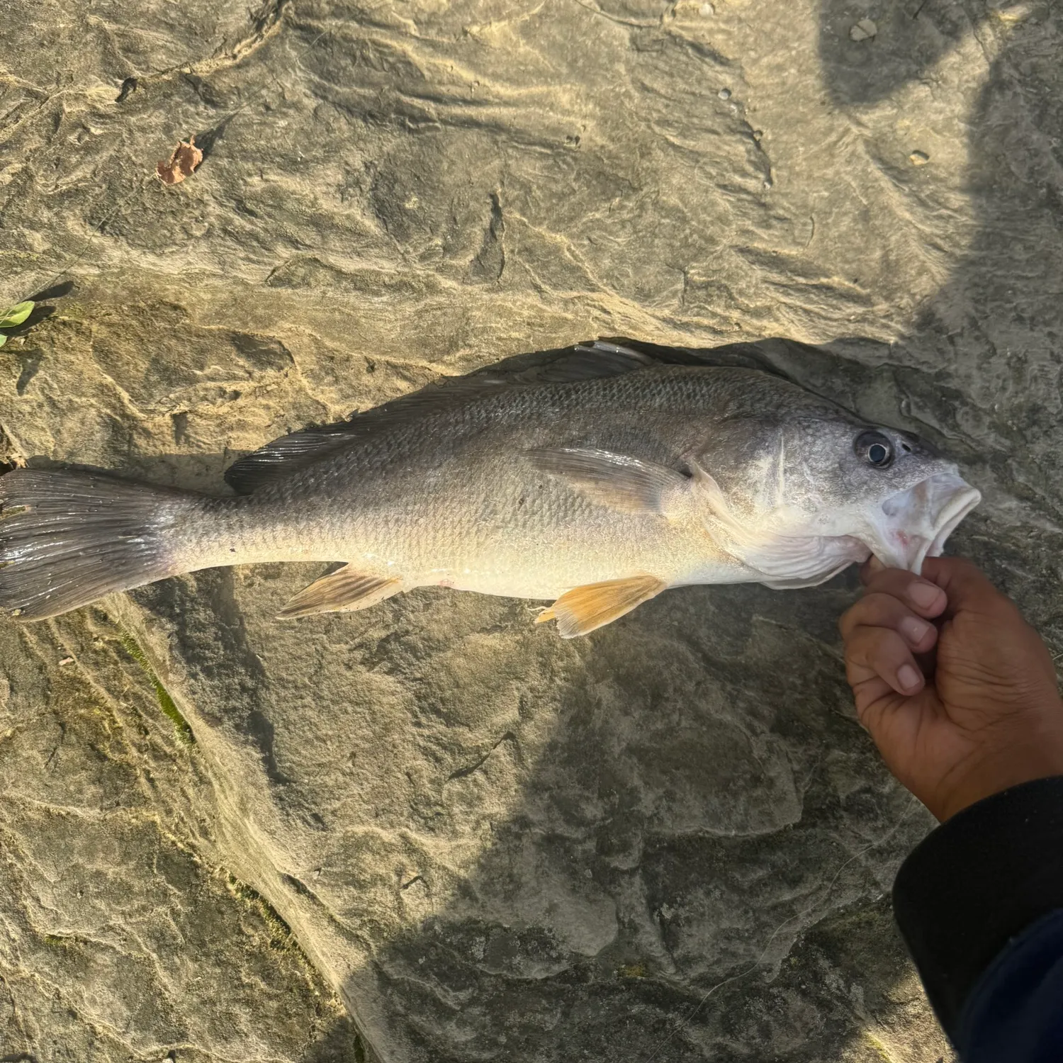 Freshwater drum caught on Fishbrain