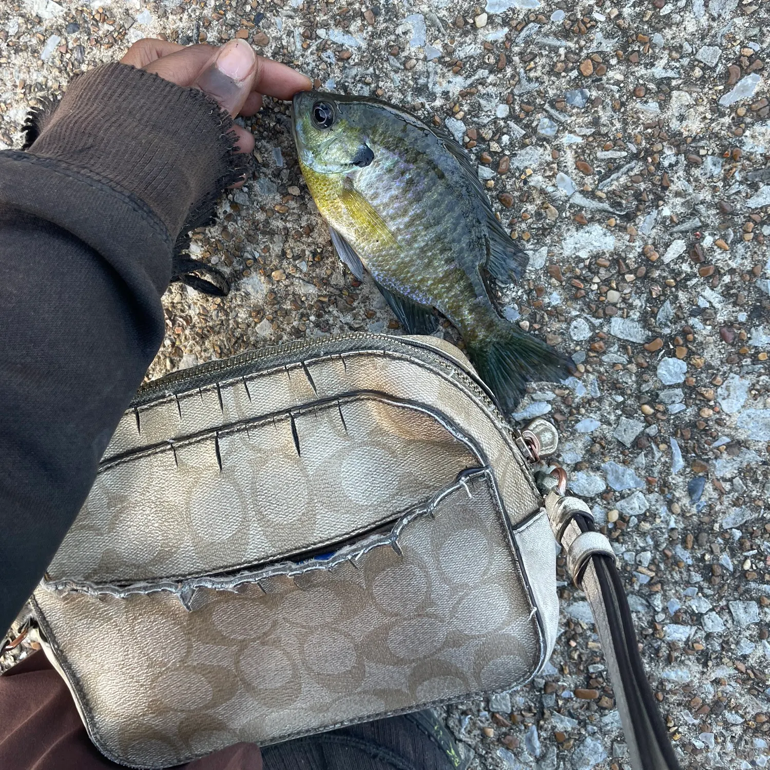 Bluegill caught on Fishbrain