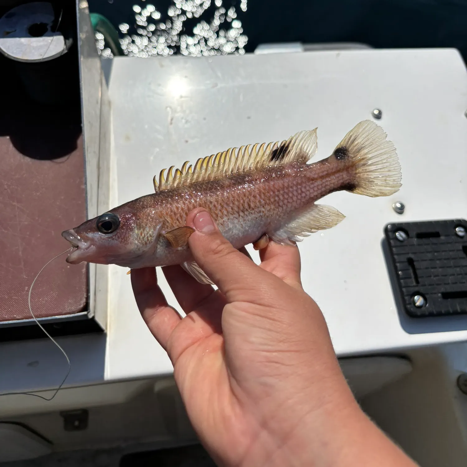 The most recent Scale-rayed wrasse catches on Fishbrain