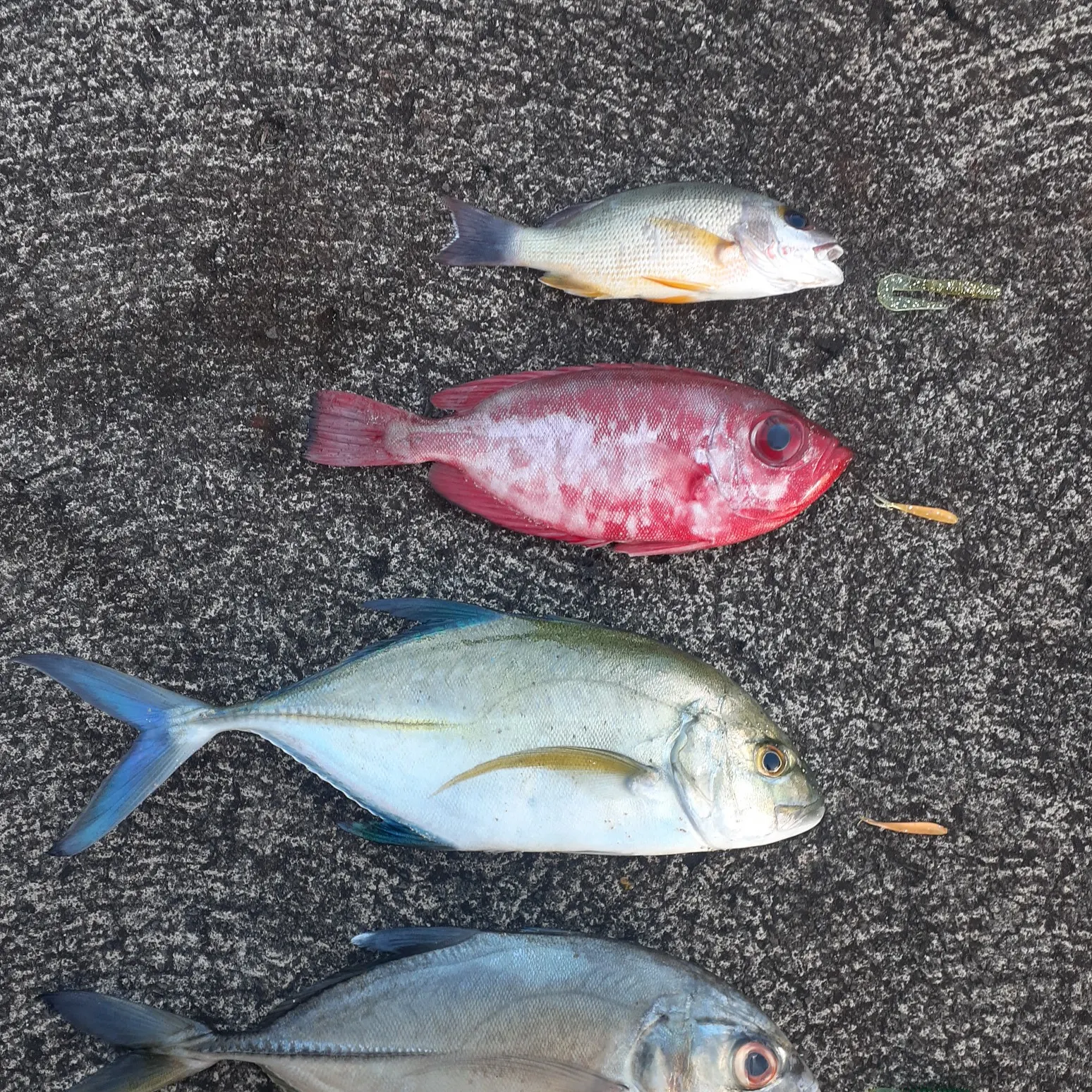 recently logged catches