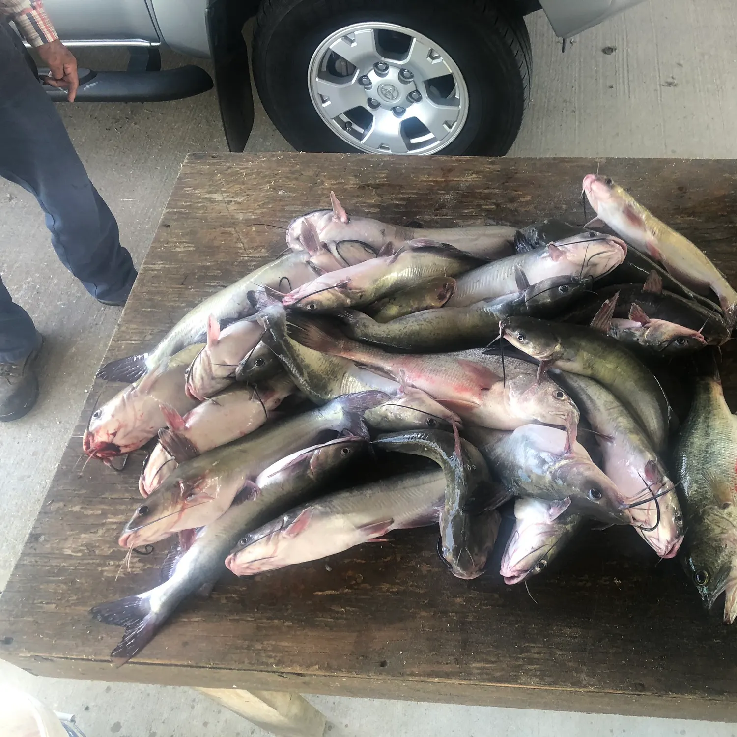 recently logged catches