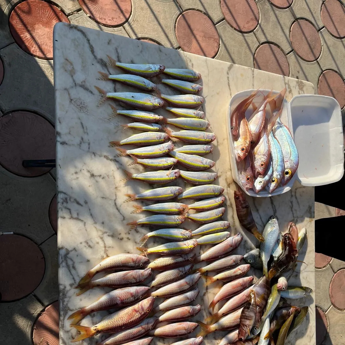 recently logged catches