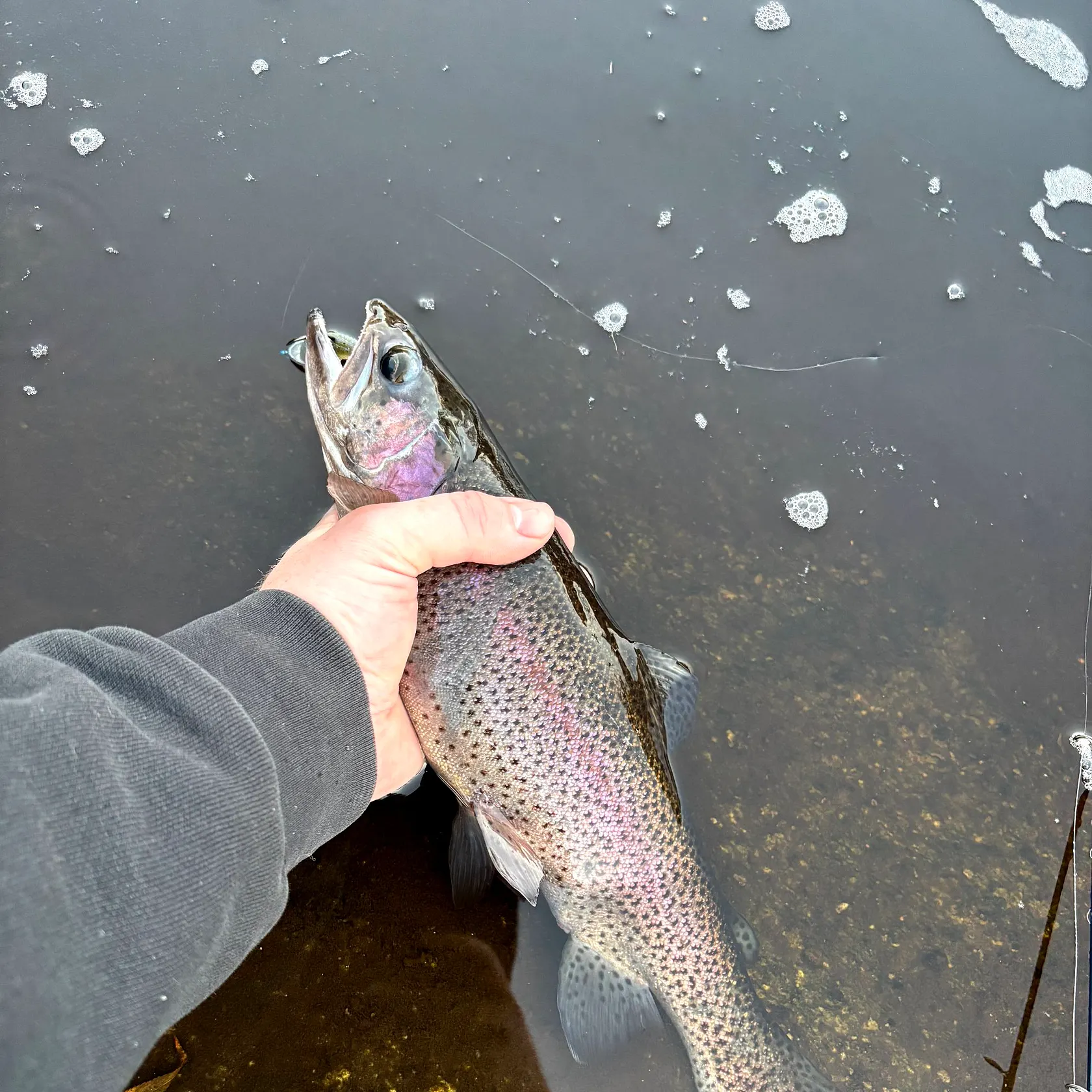 Rainbow trout caught on Fishbrain