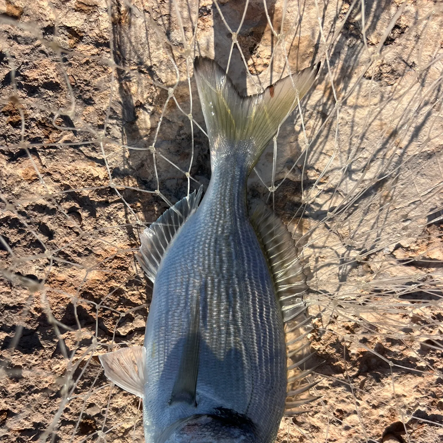 Gilthead seabream caught on Fishbrain