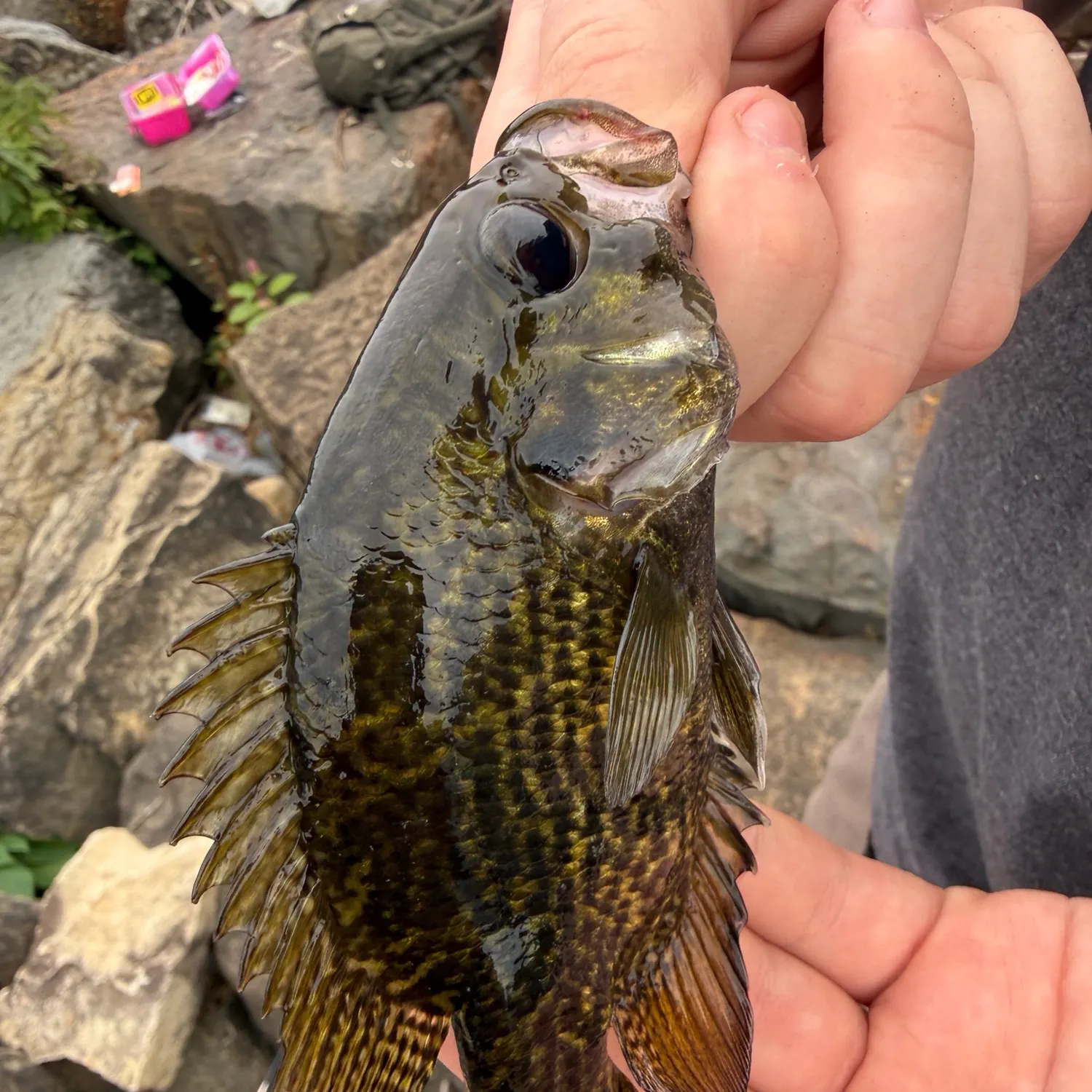 Rock bass caught on Fishbrain