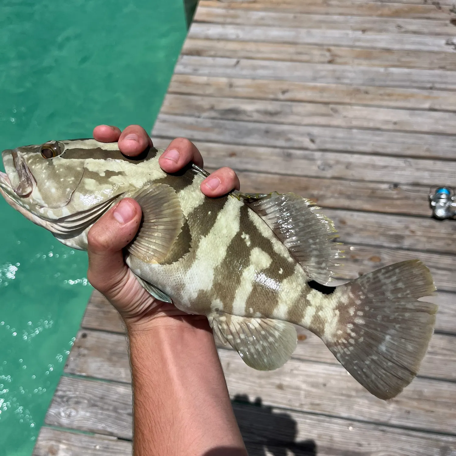 The most recent Nassau grouper catches on Fishbrain