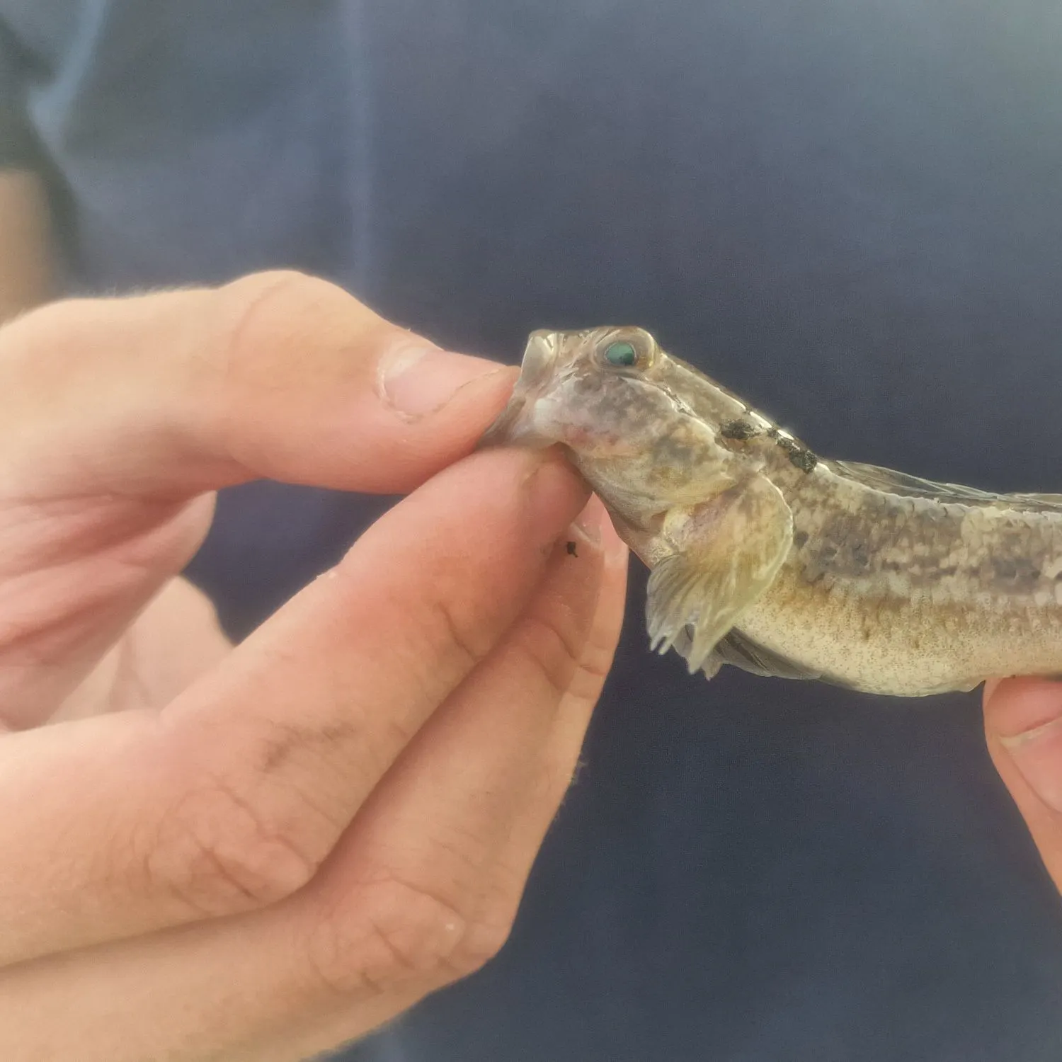 Longspined bullhead caught on Fishbrain