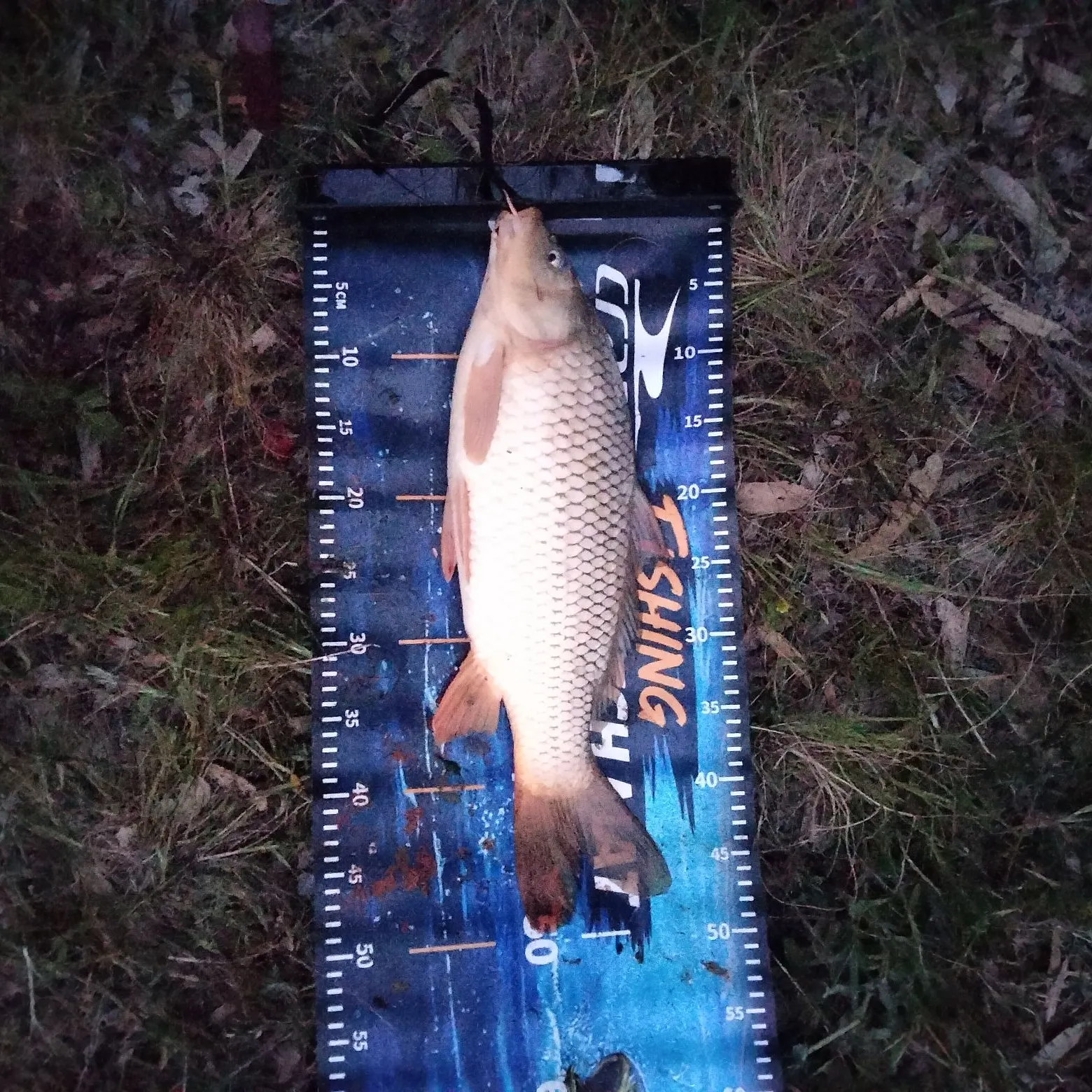 Common carp caught on Fishbrain