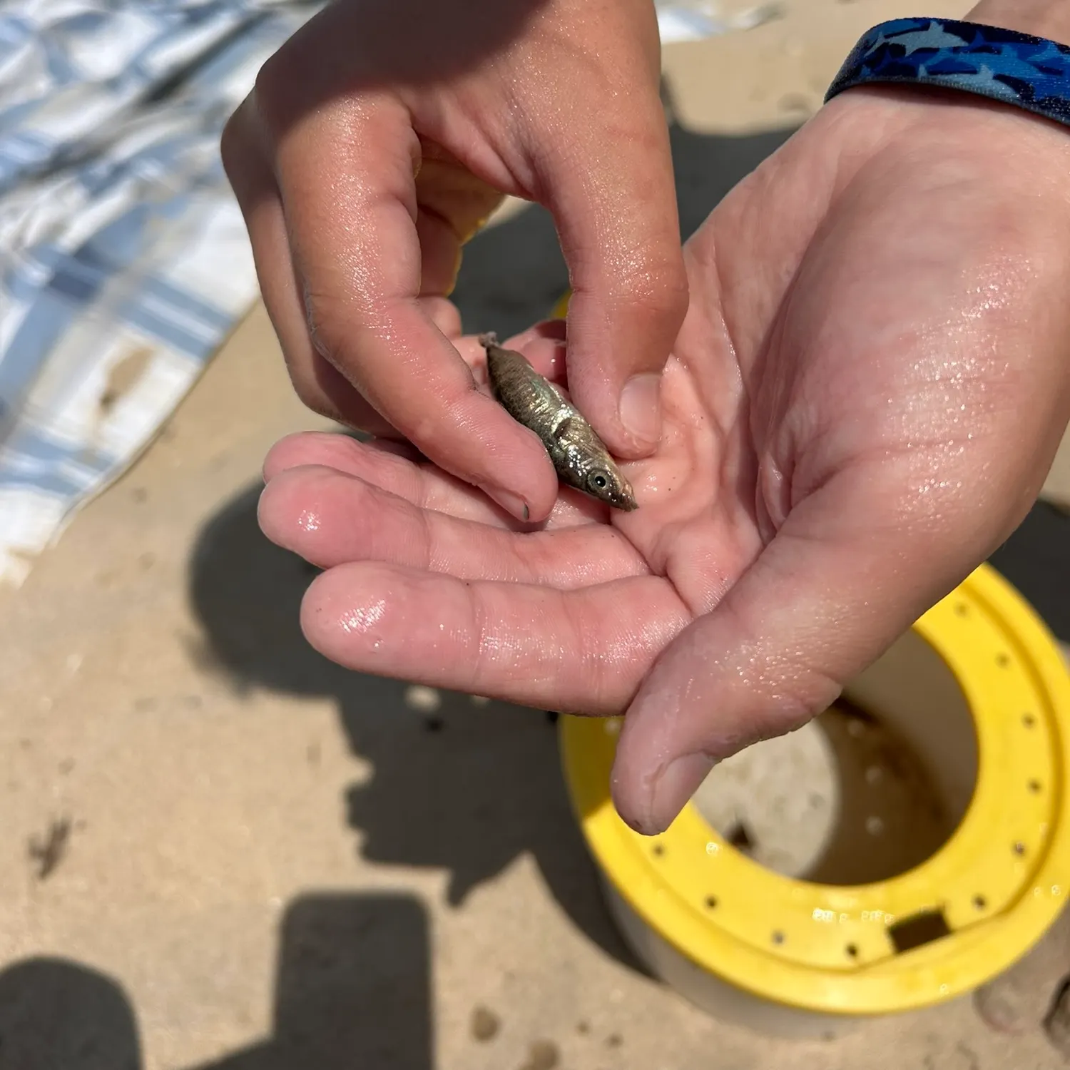 The most recent Three-spined stickleback catches on Fishbrain