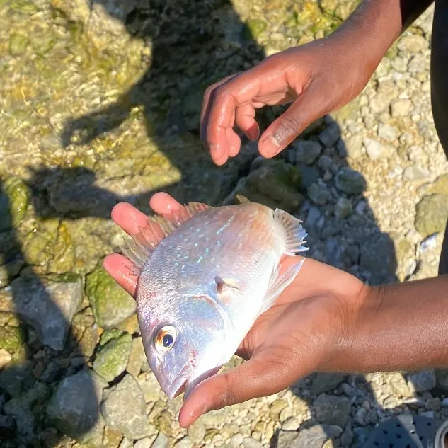 The most recent Australasian snapper catches on Fishbrain