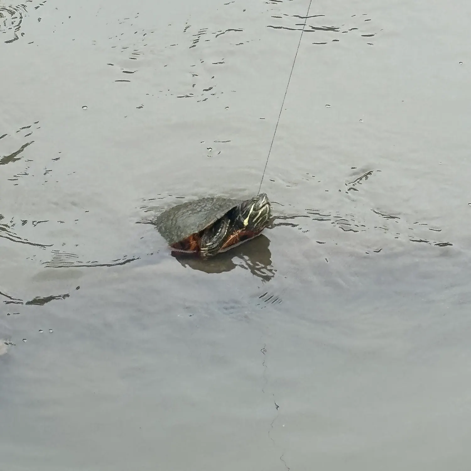 The most recent Painted turtle catches on Fishbrain