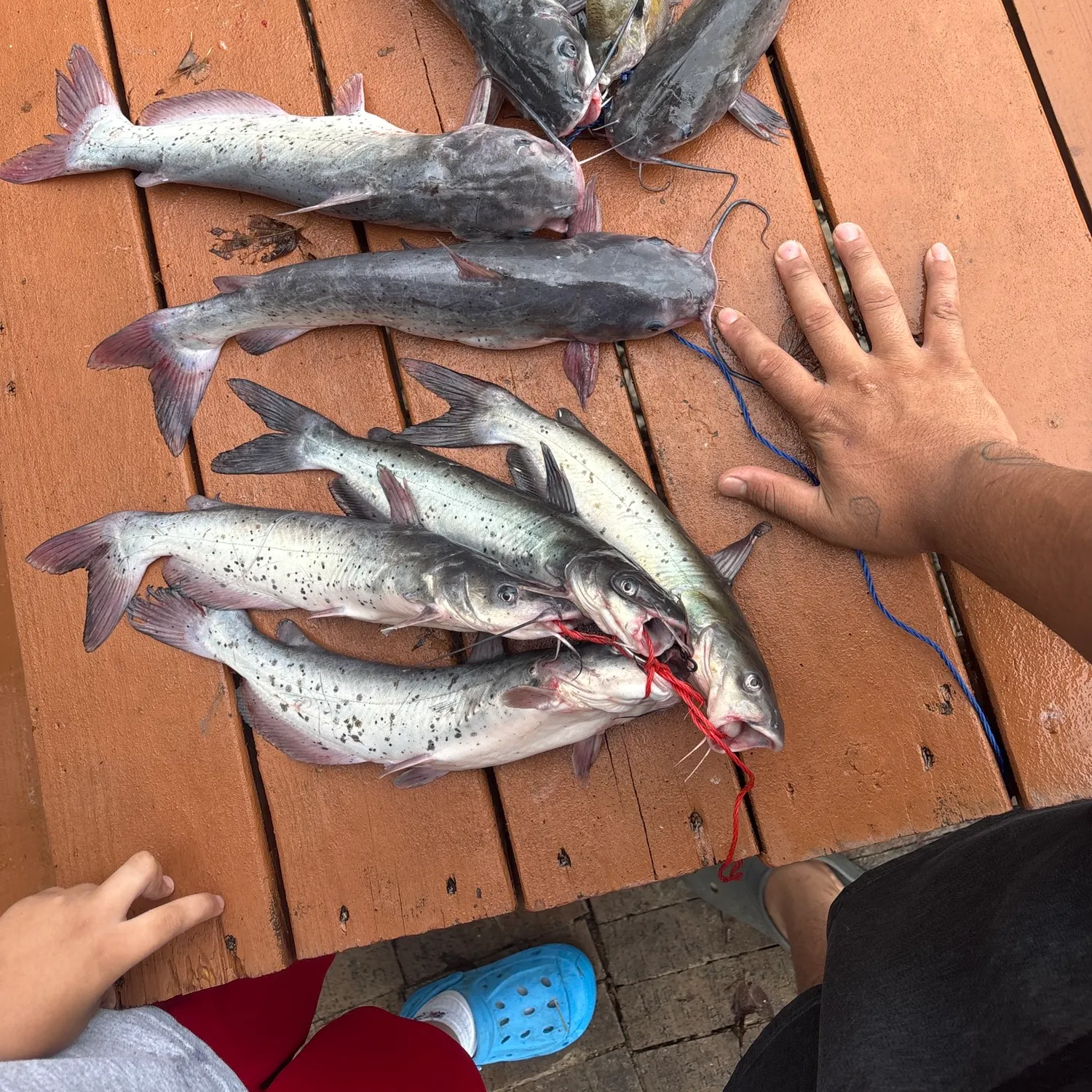 Fish caught on Fishbrain