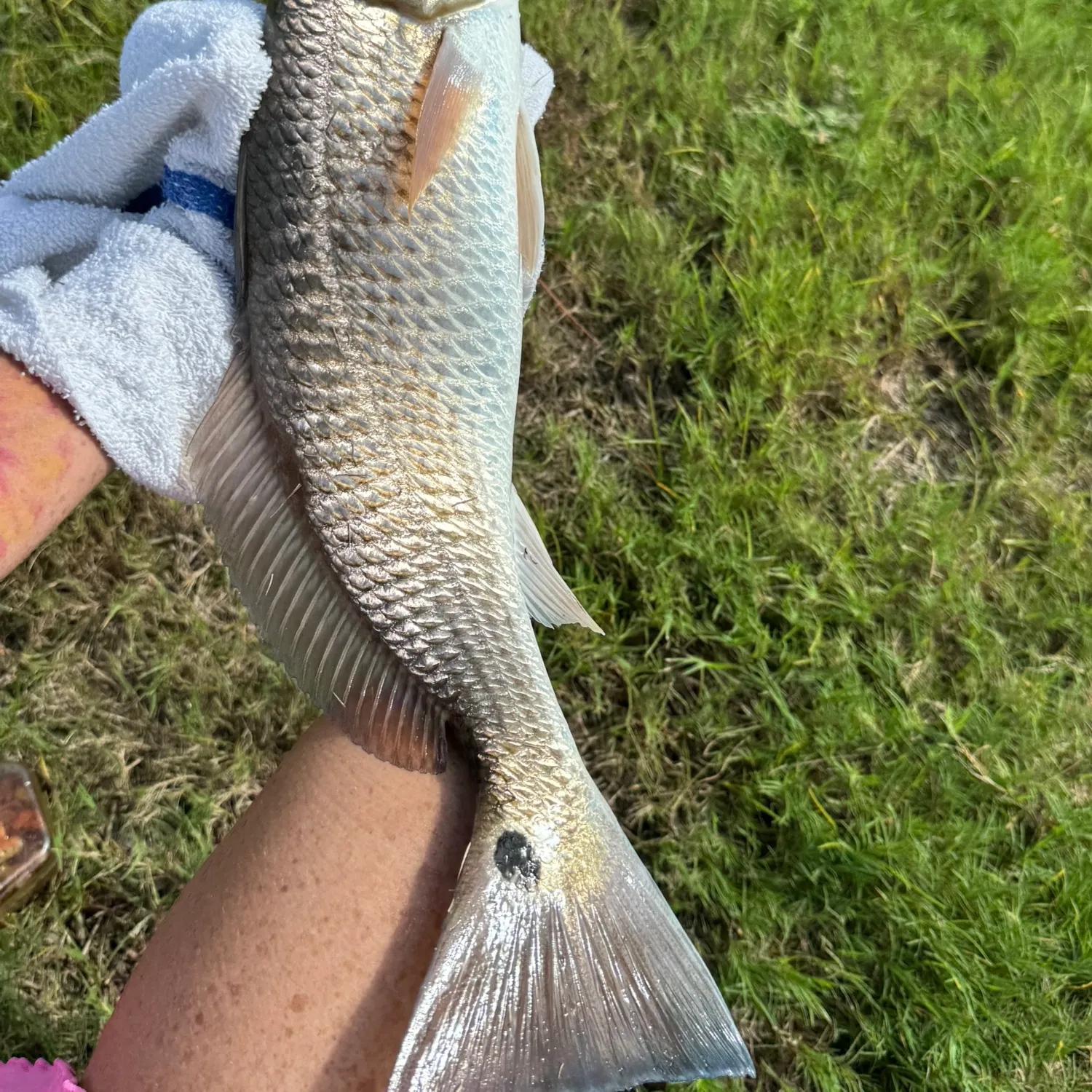 Red drum caught on Fishbrain