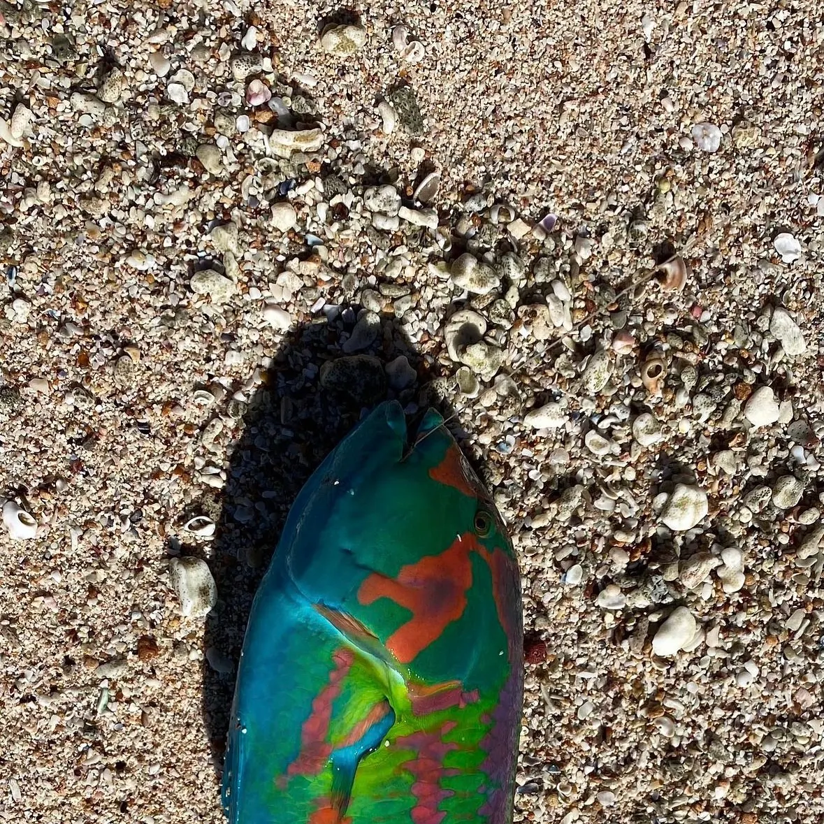 The most recent Surge wrasse catches on Fishbrain