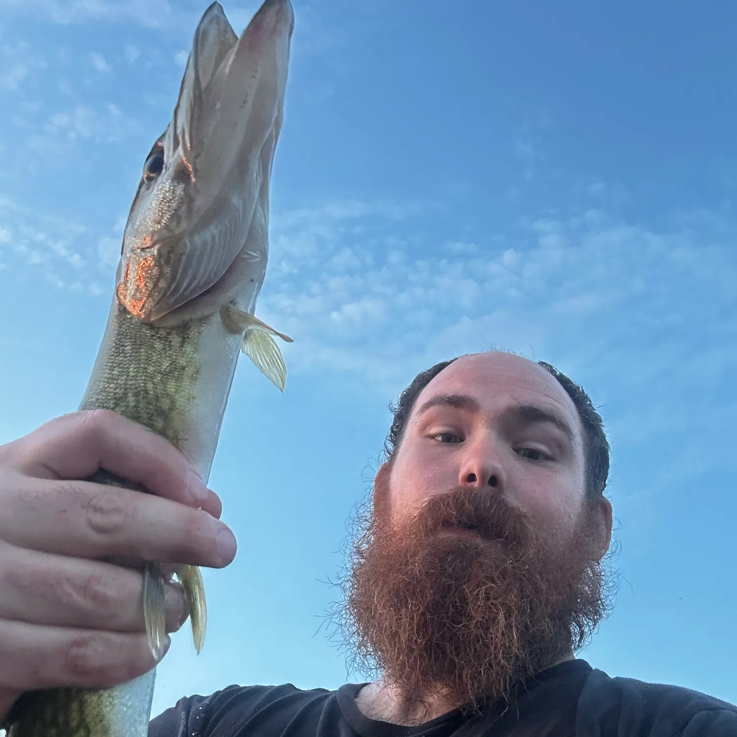 Chain pickerel caught on Fishbrain