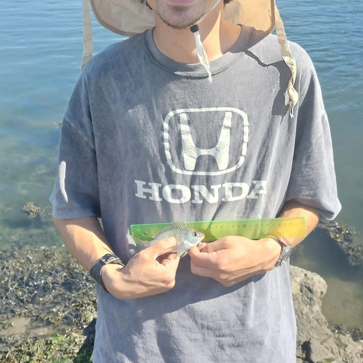 The most recent Annular seabream catches on Fishbrain