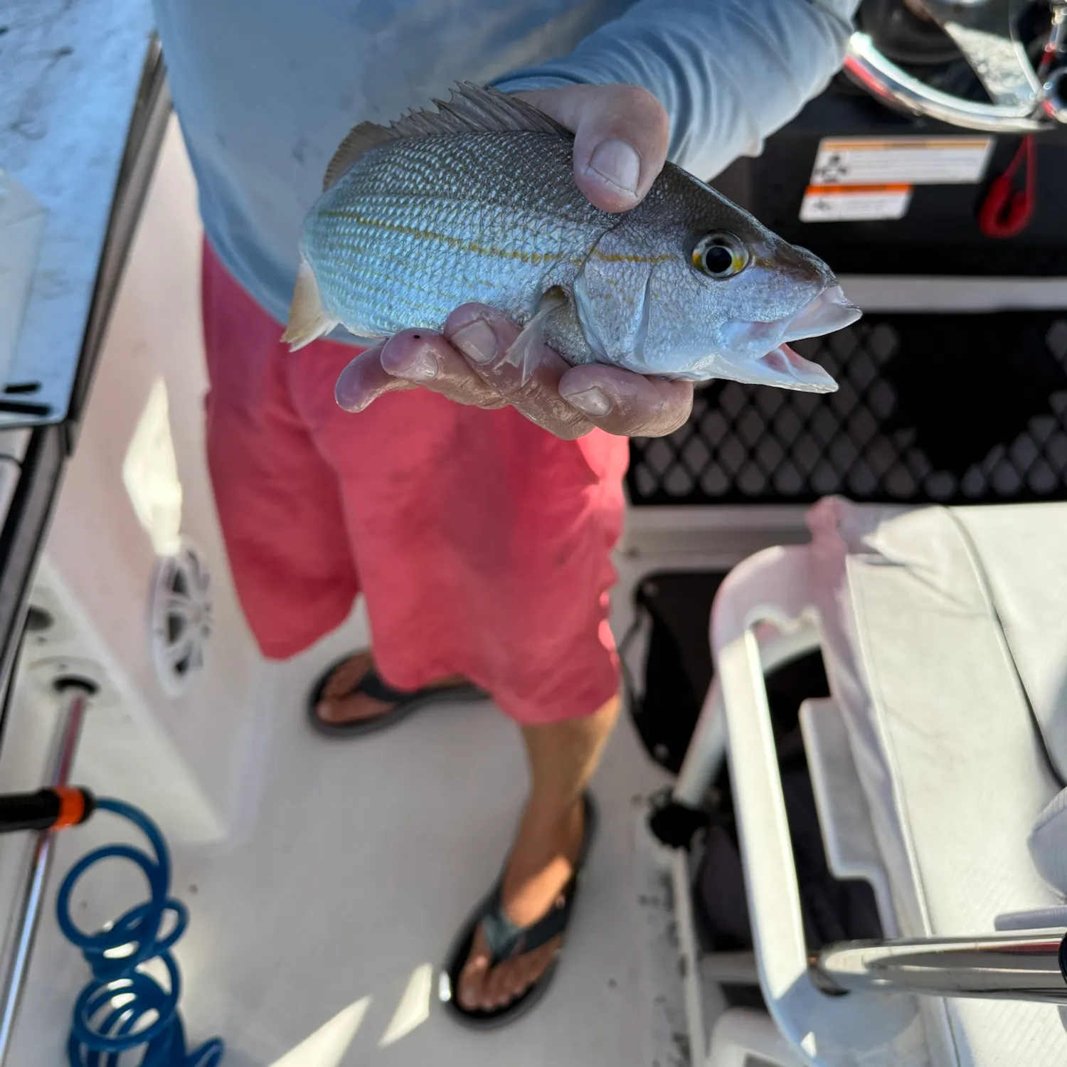 White grunt caught on Fishbrain