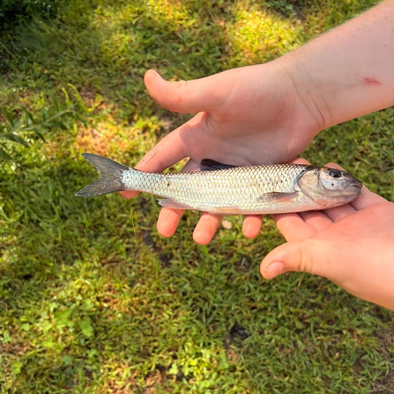 Fallfish caught on Fishbrain