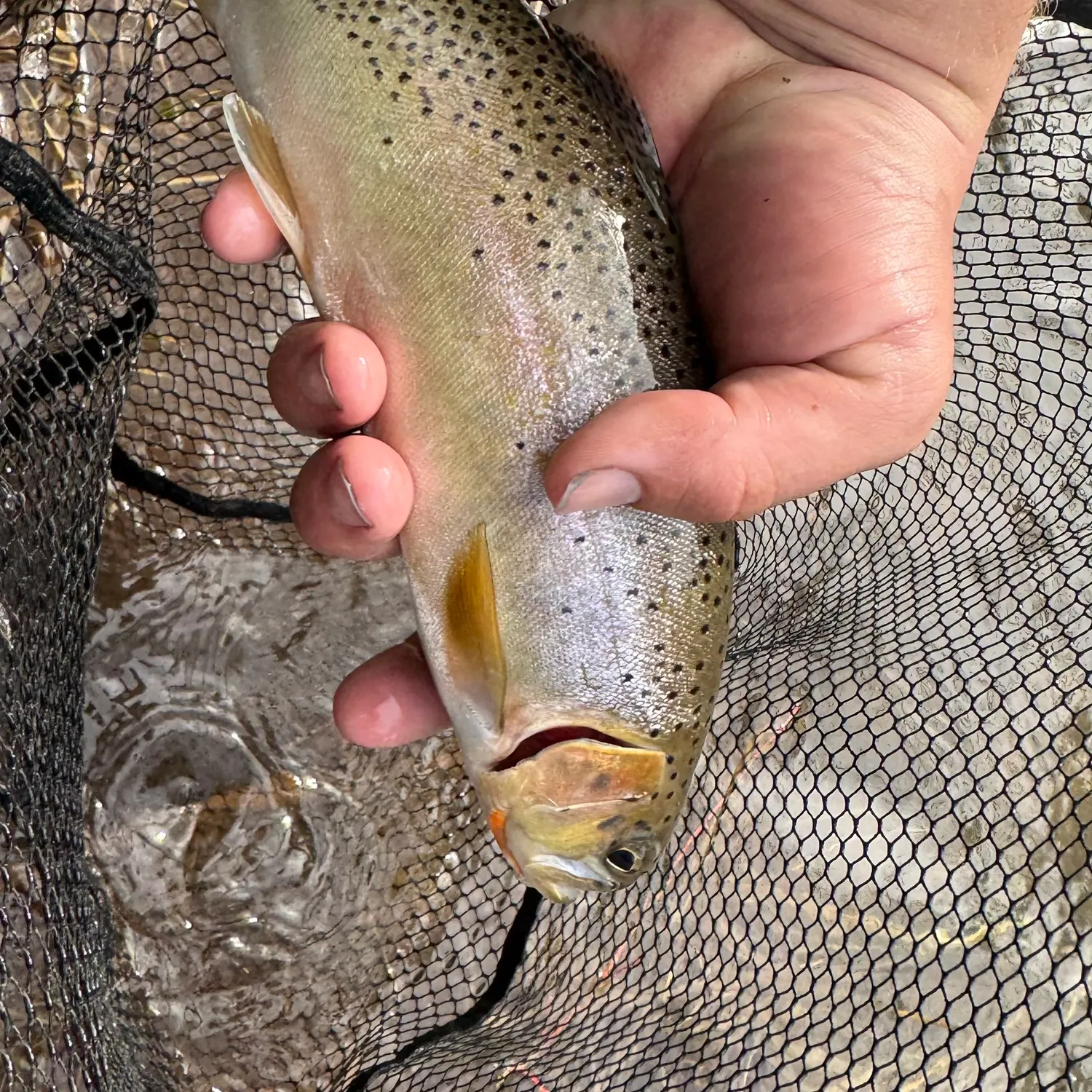 The most recent Westlope cutthroat trout catches on Fishbrain