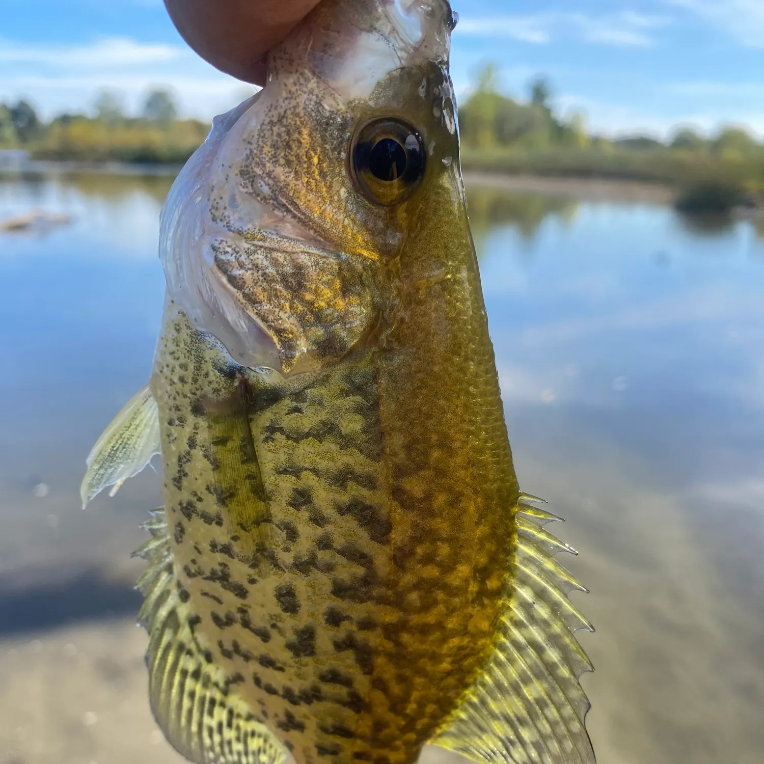 Black crappie caught on Fishbrain