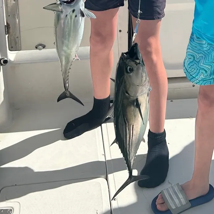 The most recent Skipjack tuna catches on Fishbrain