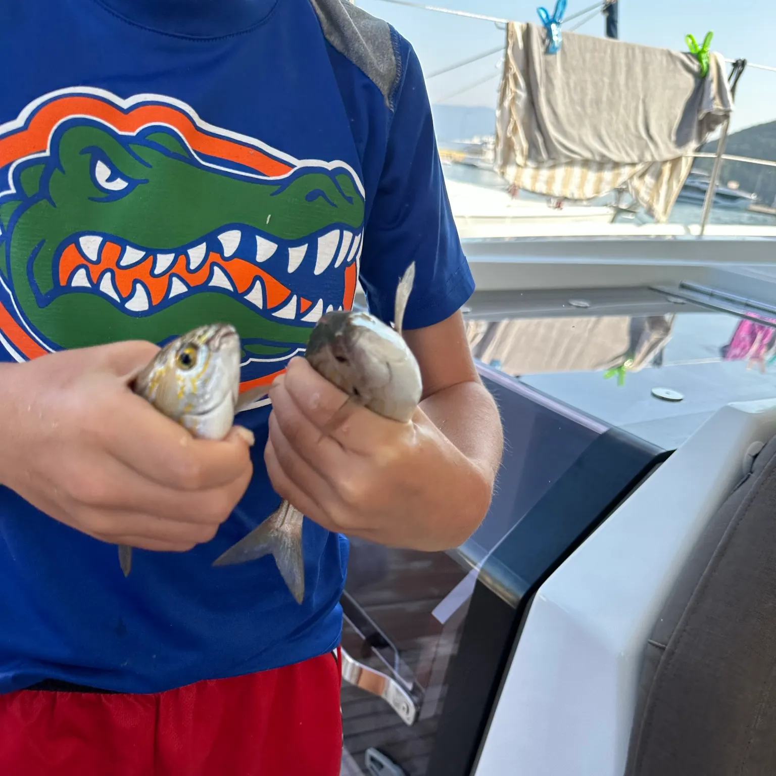 Bluestriped grunt caught on Fishbrain