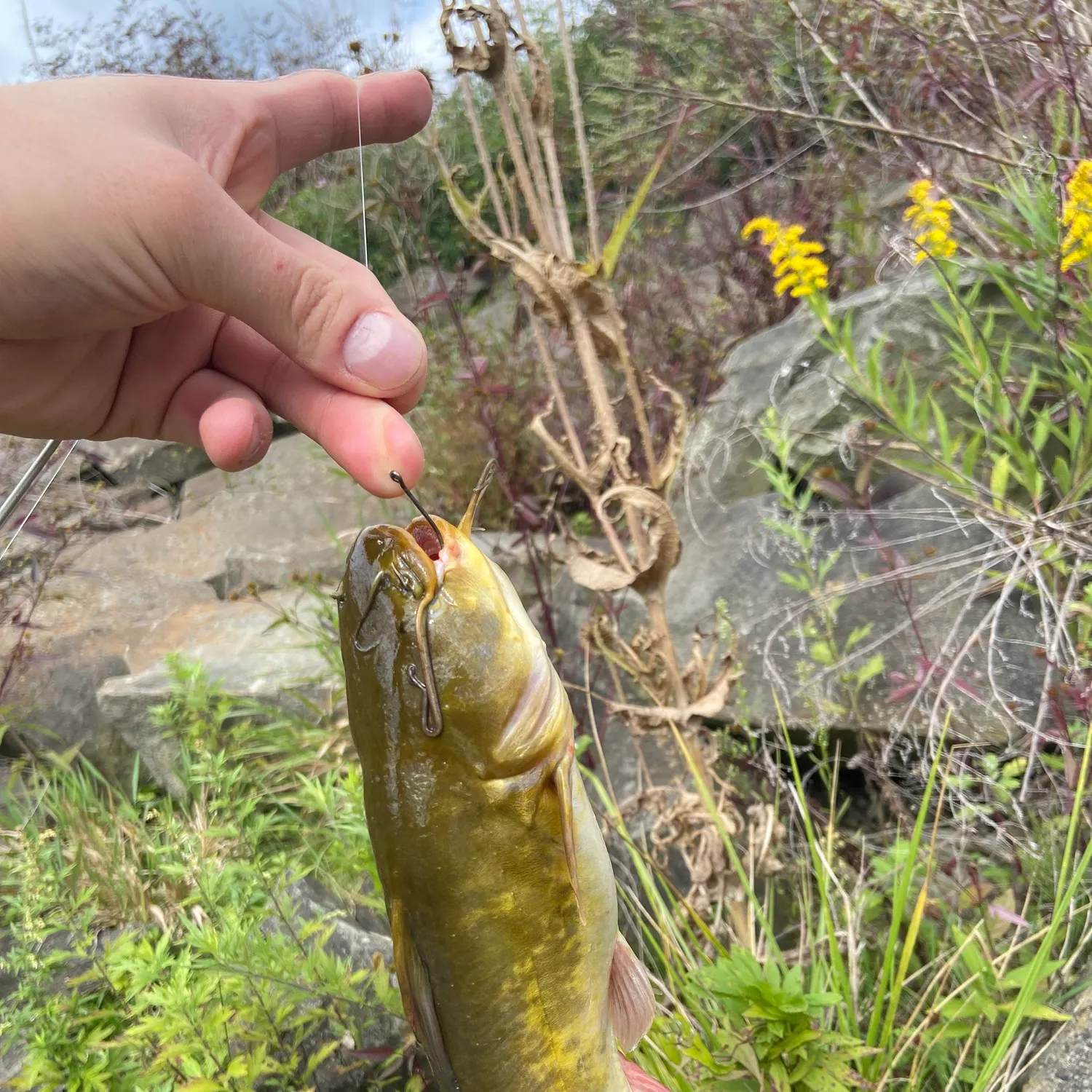 Yellow bullhead caught on Fishbrain