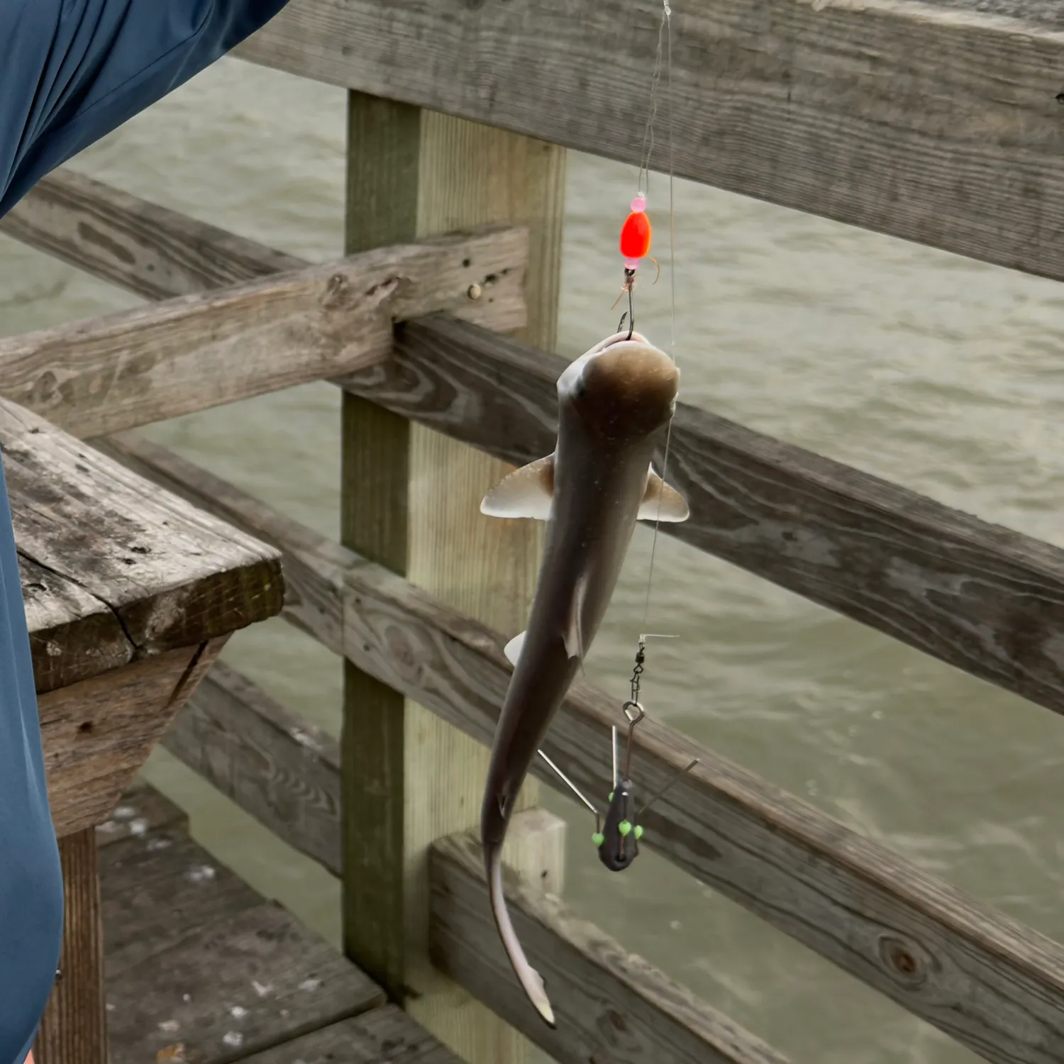 The most recent Atlantic sharpnose shark catches on Fishbrain